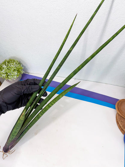 Sansevieria SinginSaru (ro) (15) | Rare -For Advanced Grower