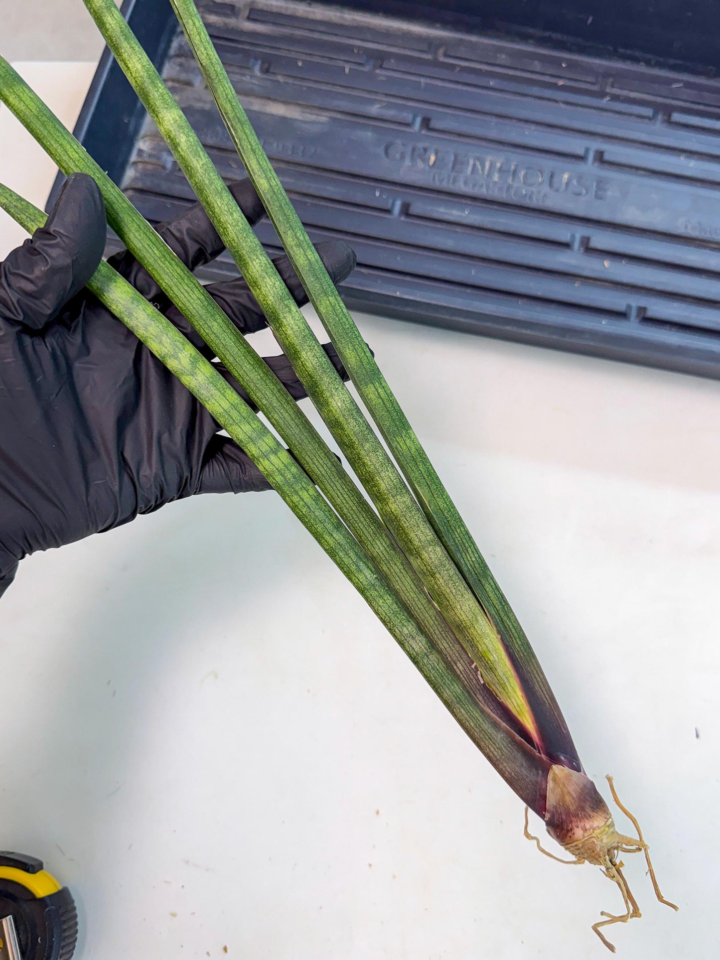 Sansevieria SinginSaru (ro) (15) | Rare -For Advanced Grower