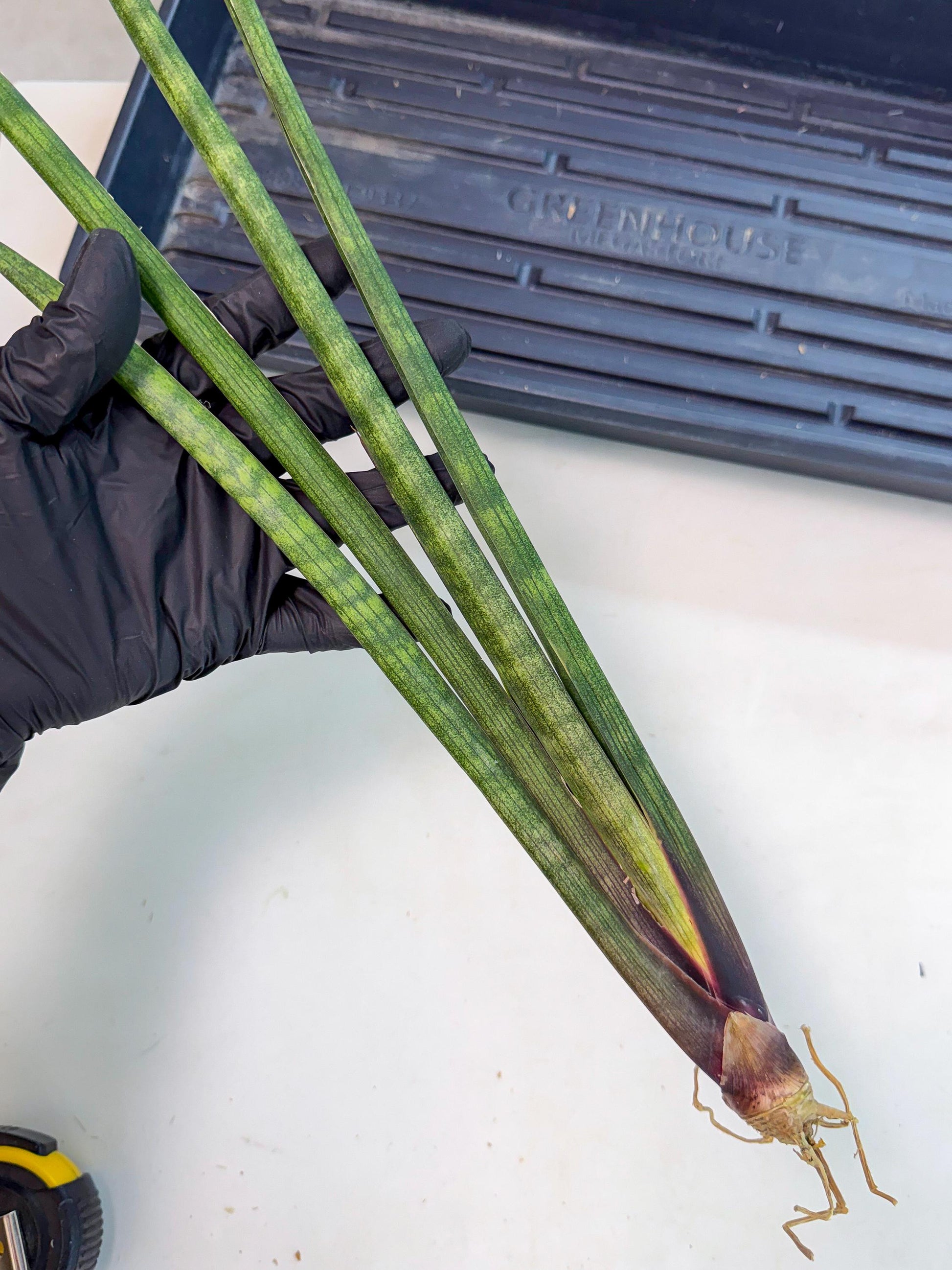 Sansevieria SinginSaru (ro) (15) | Rare -For Advanced Grower