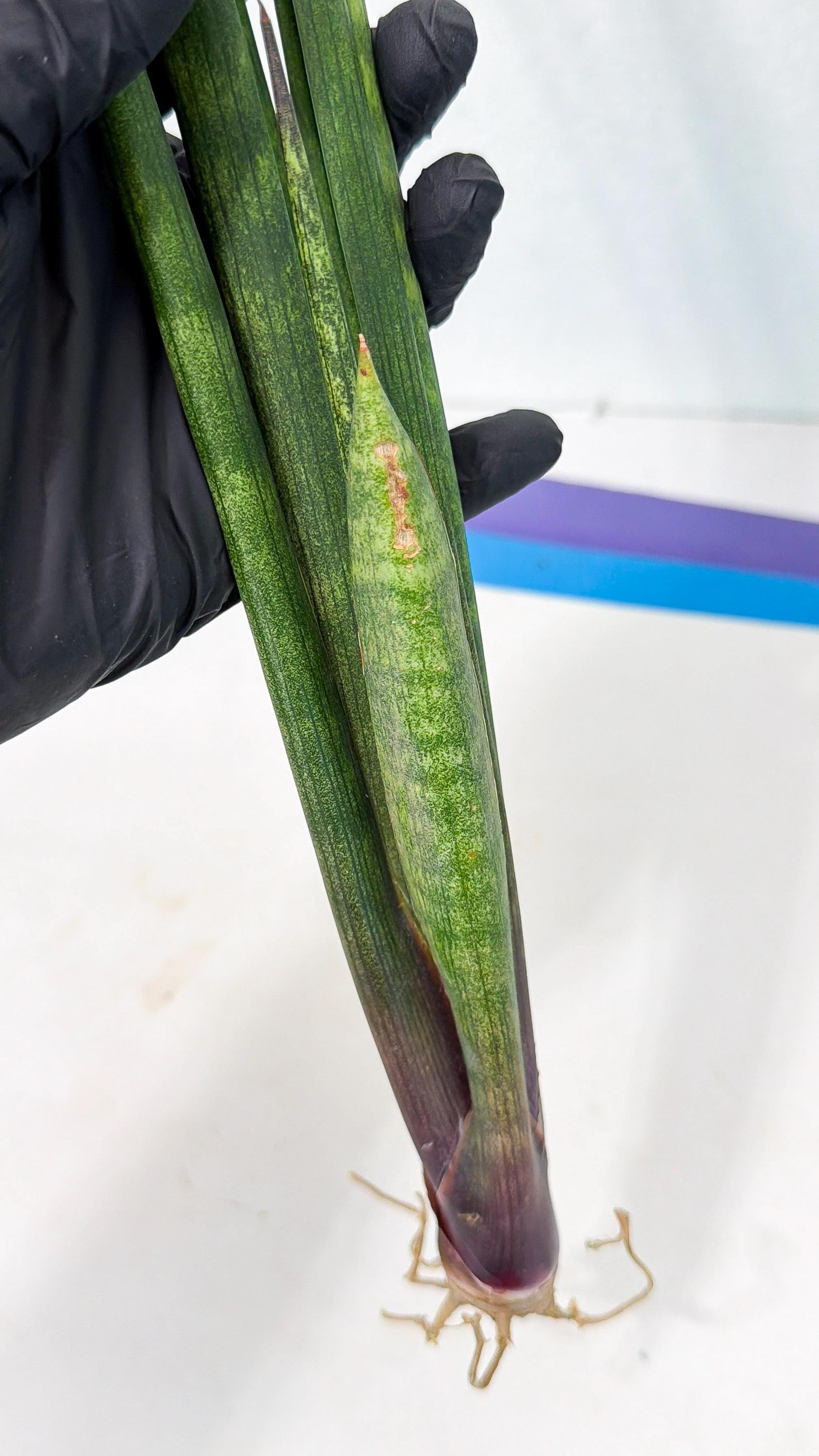 Sansevieria SinginSaru (ro) (15) | Rare -For Advanced Grower
