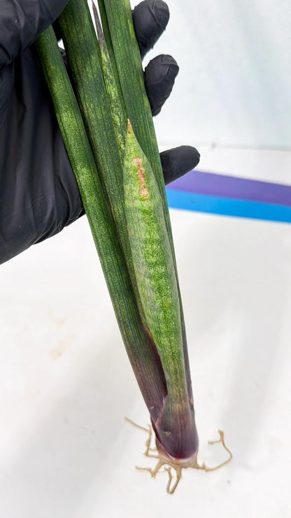 Sansevieria SinginSaru (ro) (15) | Rare -For Advanced Grower