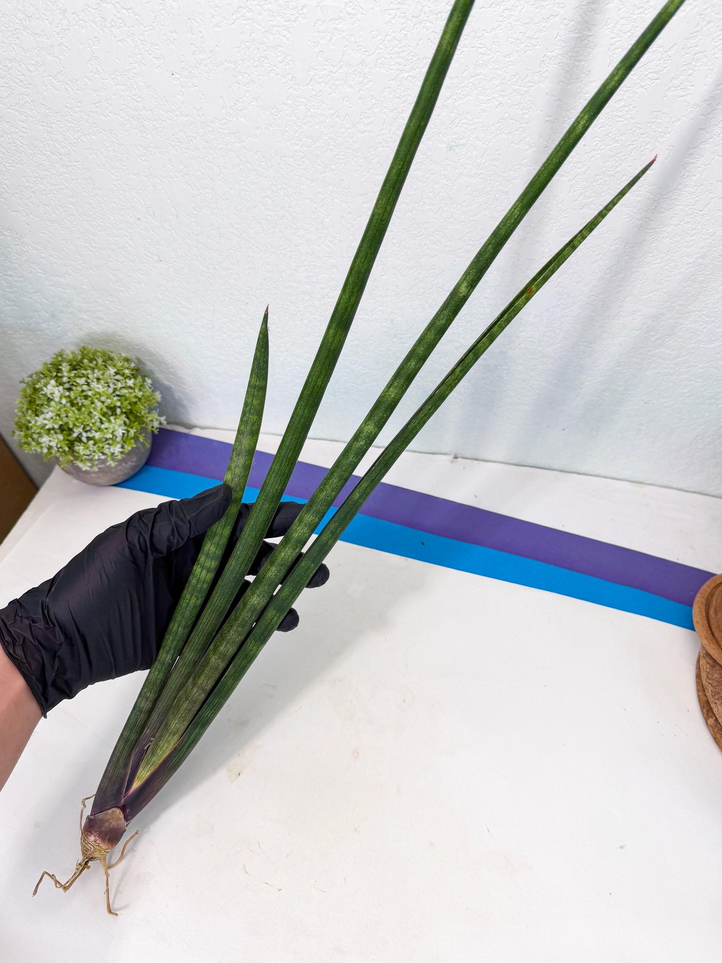 Sansevieria SinginSaru (ro) (15) | Rare -For Advanced Grower
