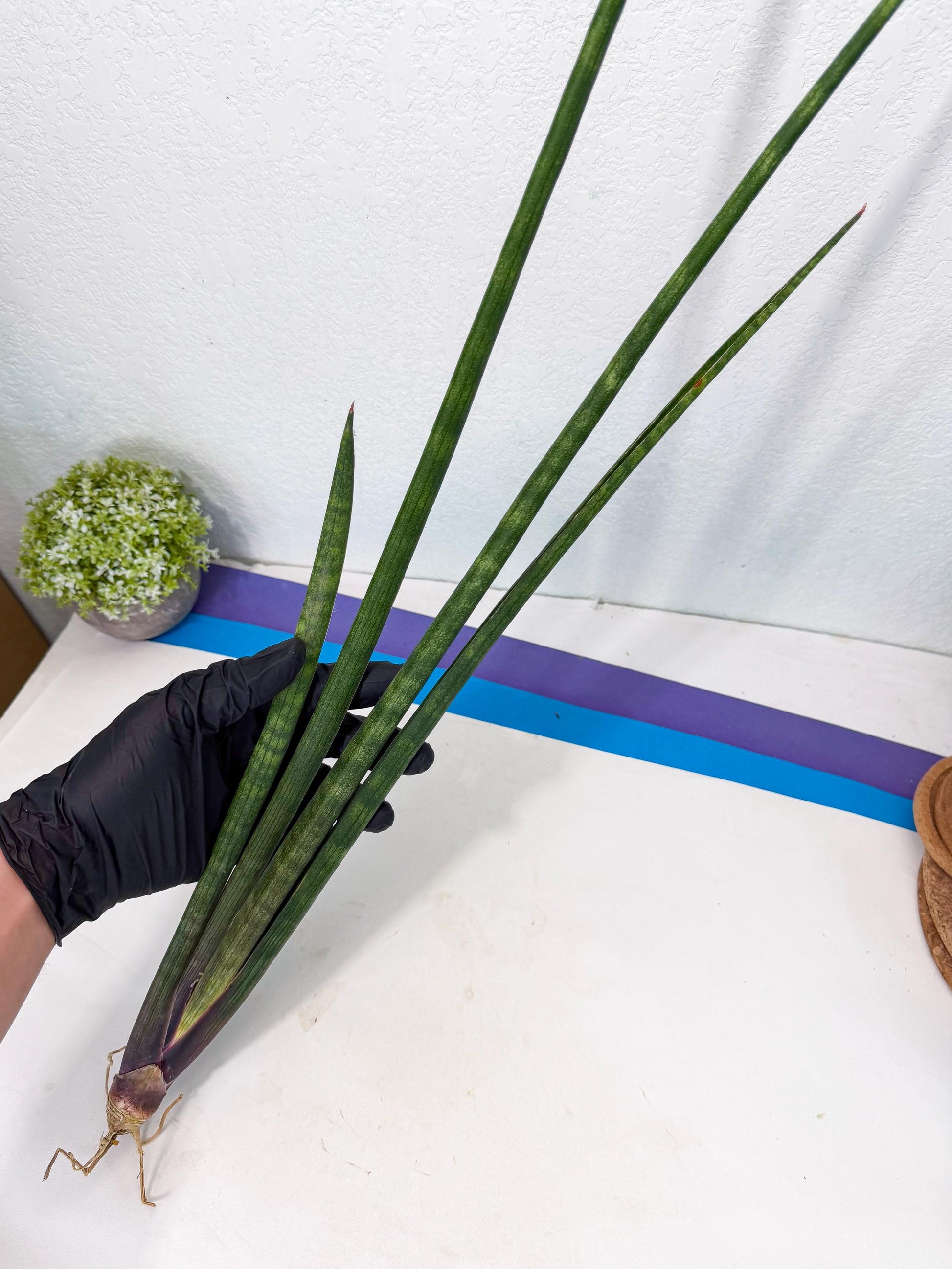Sansevieria SinginSaru (ro) (15) | Rare -For Advanced Grower