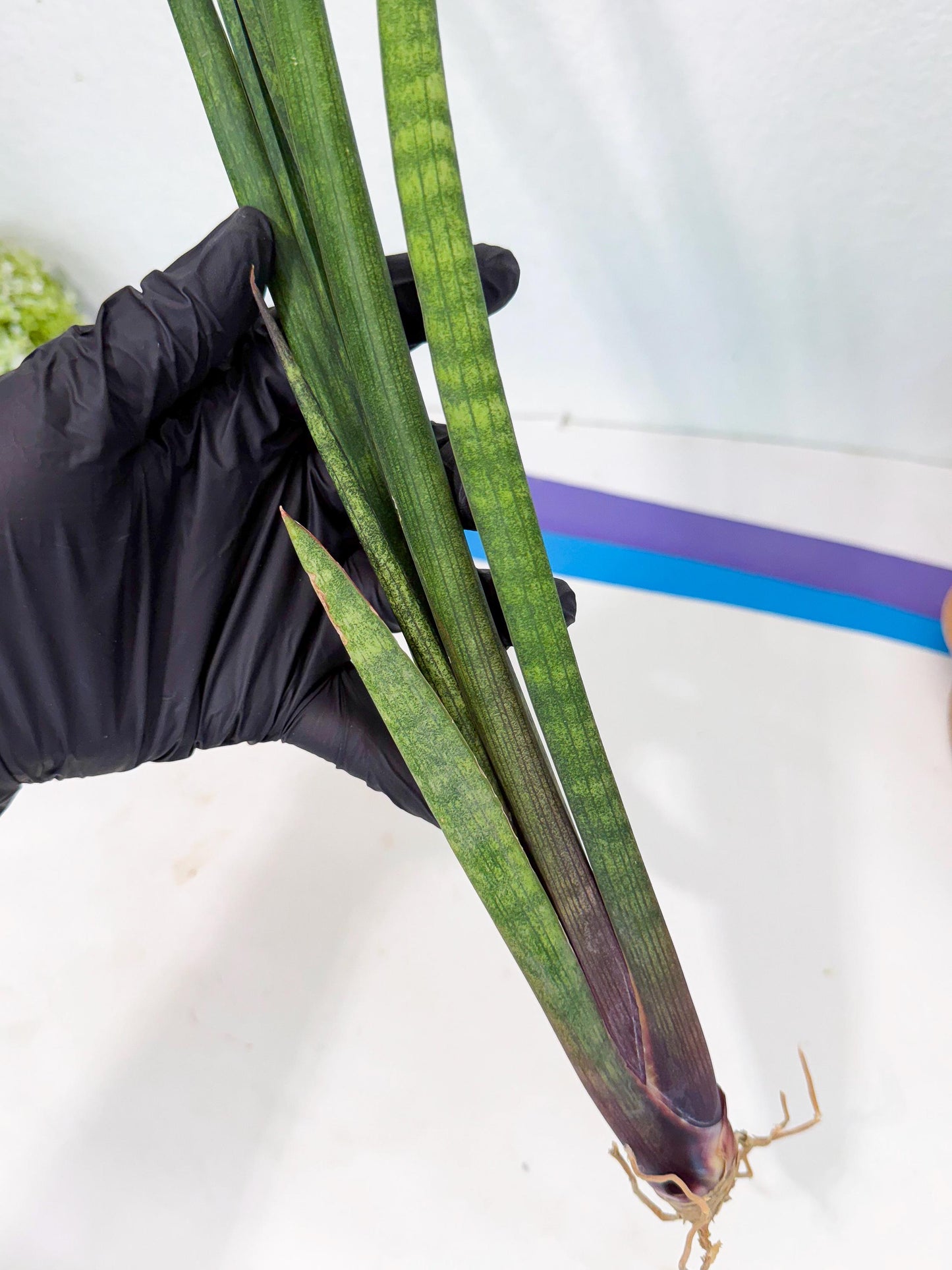 Sansevieria SinginSaru (ro) (15) | Rare -For Advanced Grower