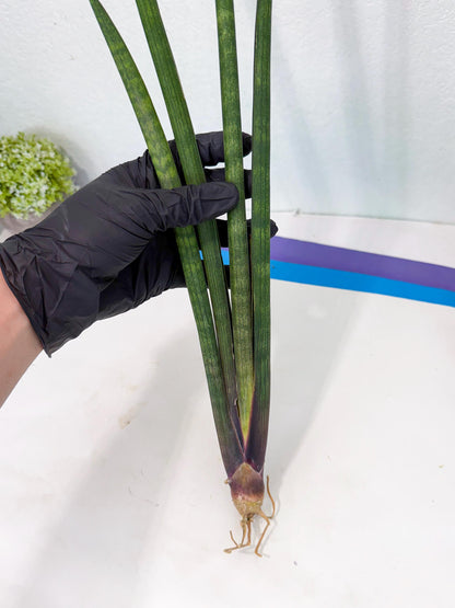 Sansevieria SinginSaru (ro) (15) | Rare -For Advanced Grower