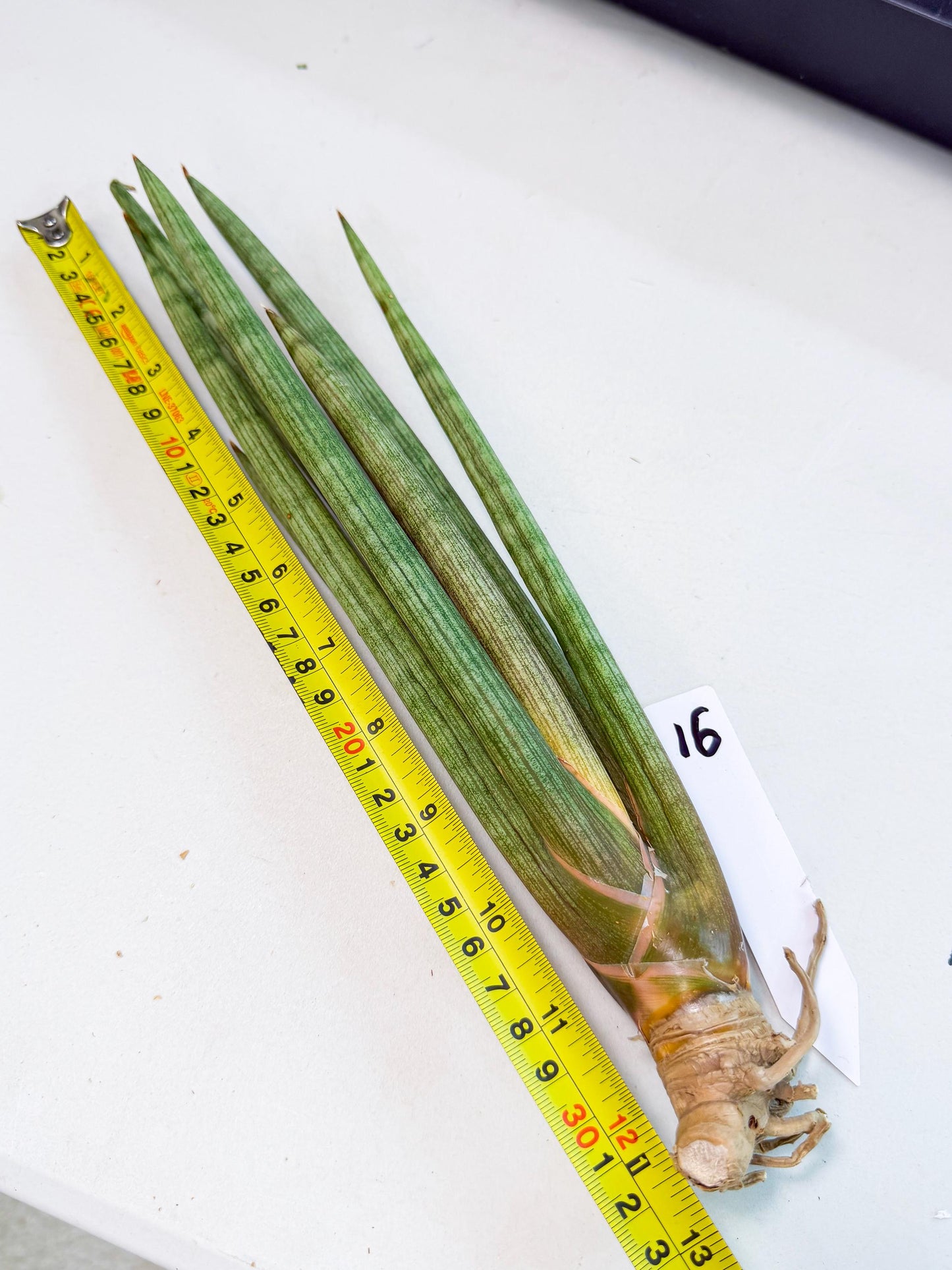 Sansevieria LanciaMaro (ro) (16) | Rare -For Advanced Grower