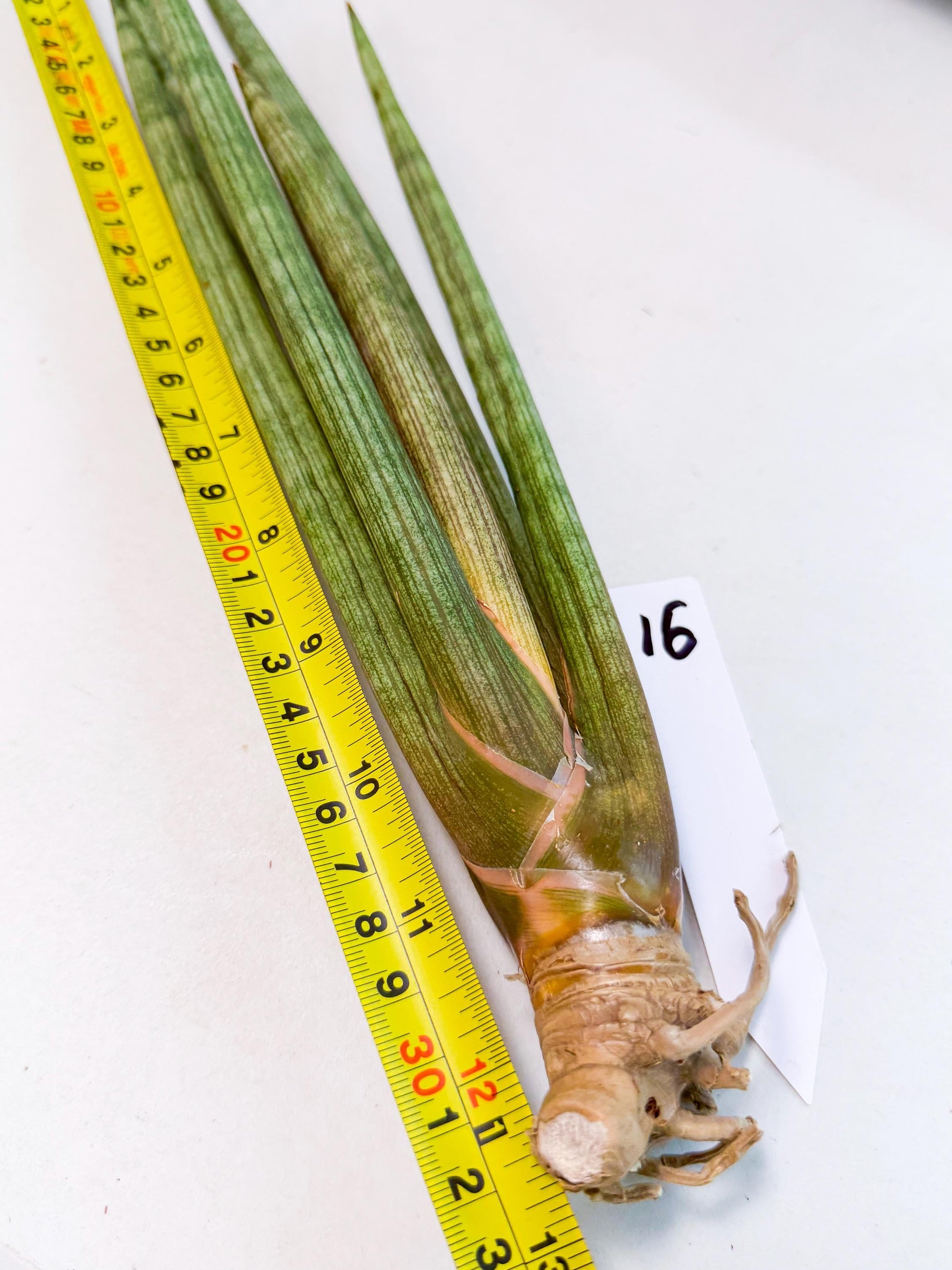 Sansevieria LanciaMaro (ro) (16) | Rare -For Advanced Grower