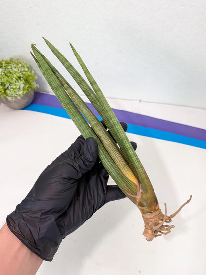 Sansevieria LanciaMaro (ro) (16) | Rare -For Advanced Grower