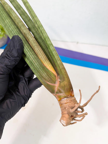 Sansevieria LanciaMaro (ro) (16) | Rare -For Advanced Grower