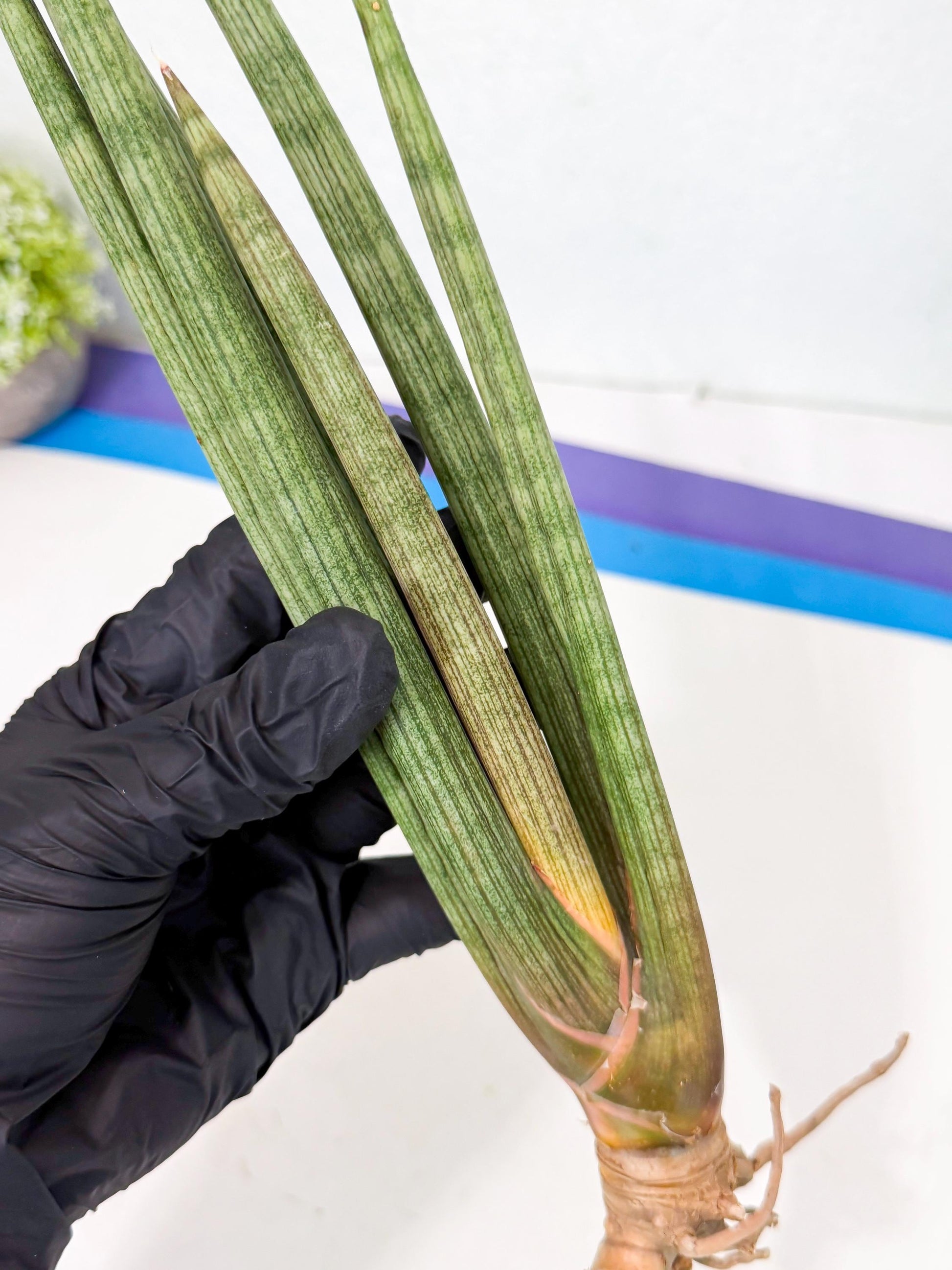 Sansevieria LanciaMaro (ro) (16) | Rare -For Advanced Grower