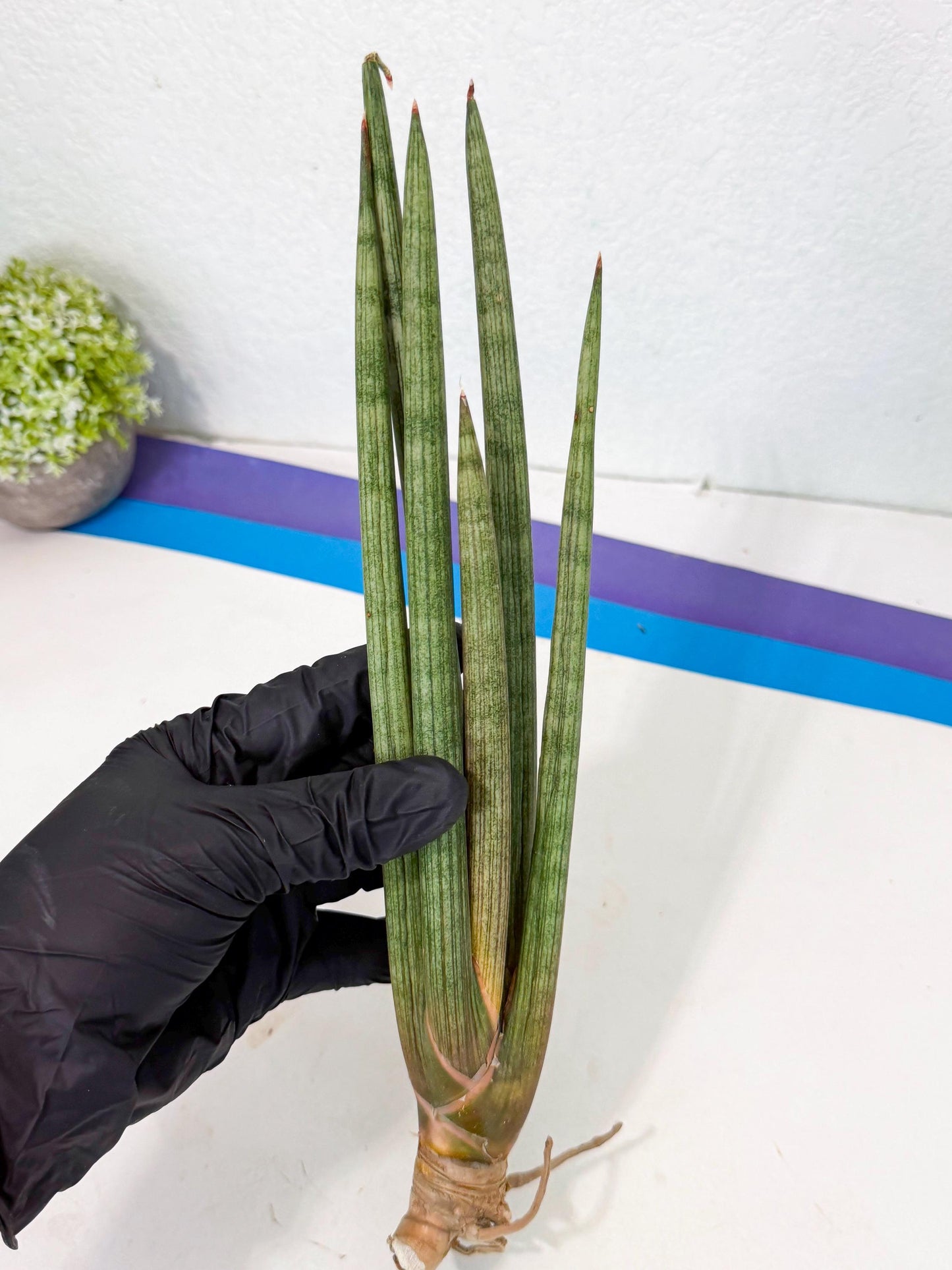 Sansevieria LanciaMaro (ro) (16) | Rare -For Advanced Grower