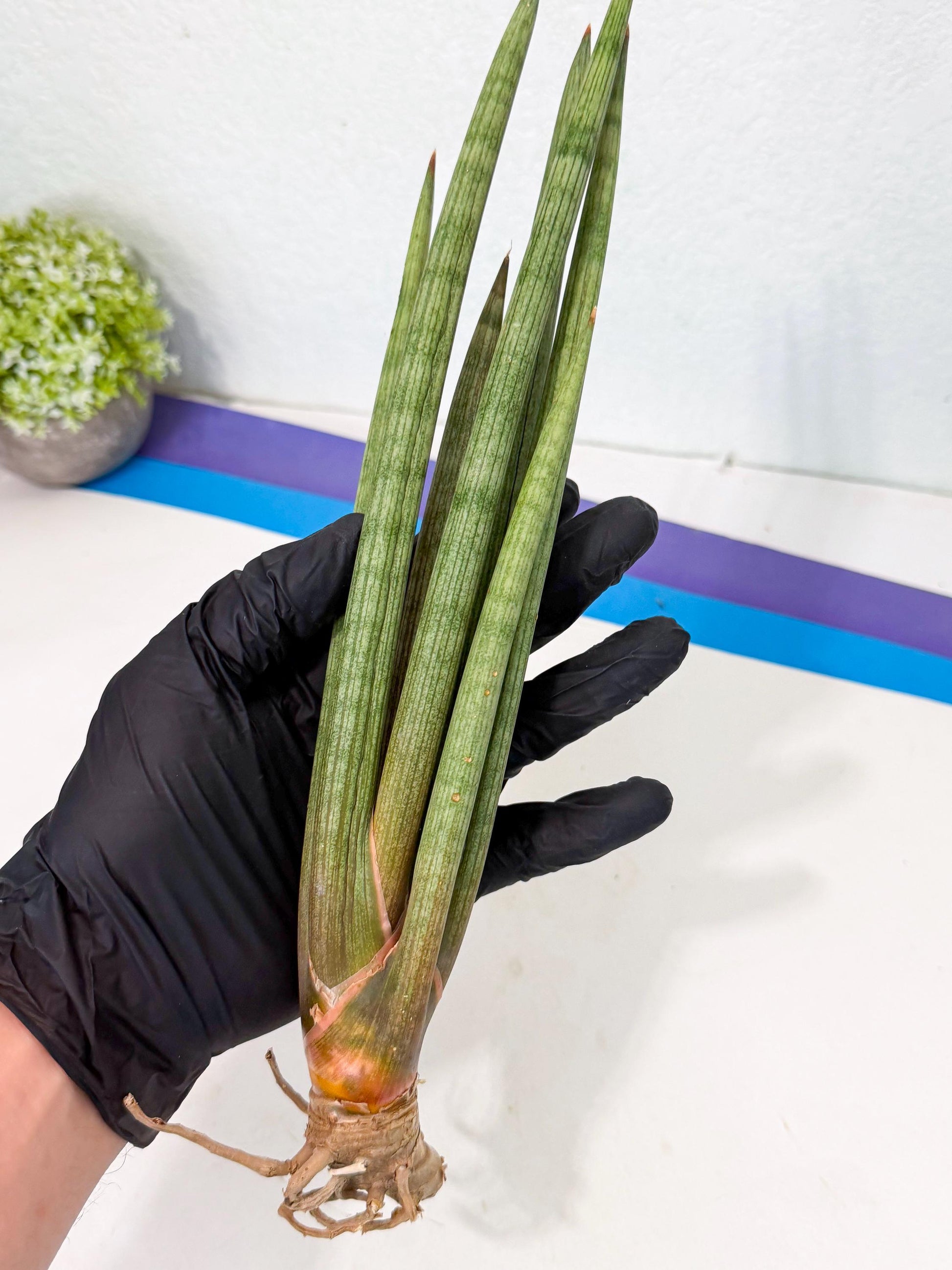 Sansevieria LanciaMaro (ro) (16) | Rare -For Advanced Grower