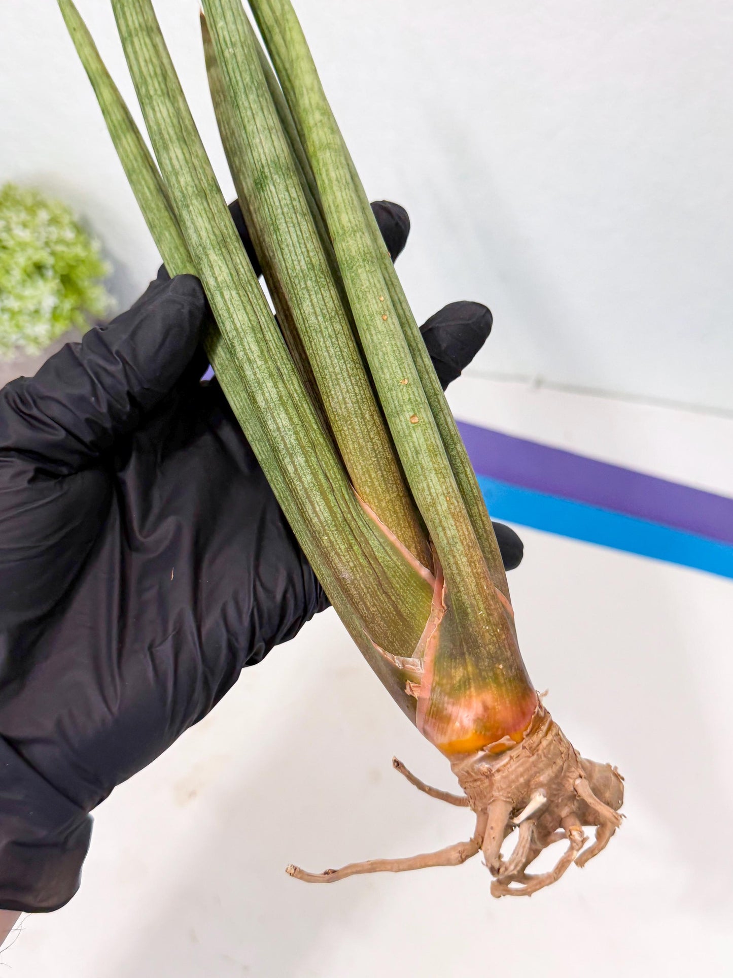 Sansevieria LanciaMaro (ro) (16) | Rare -For Advanced Grower