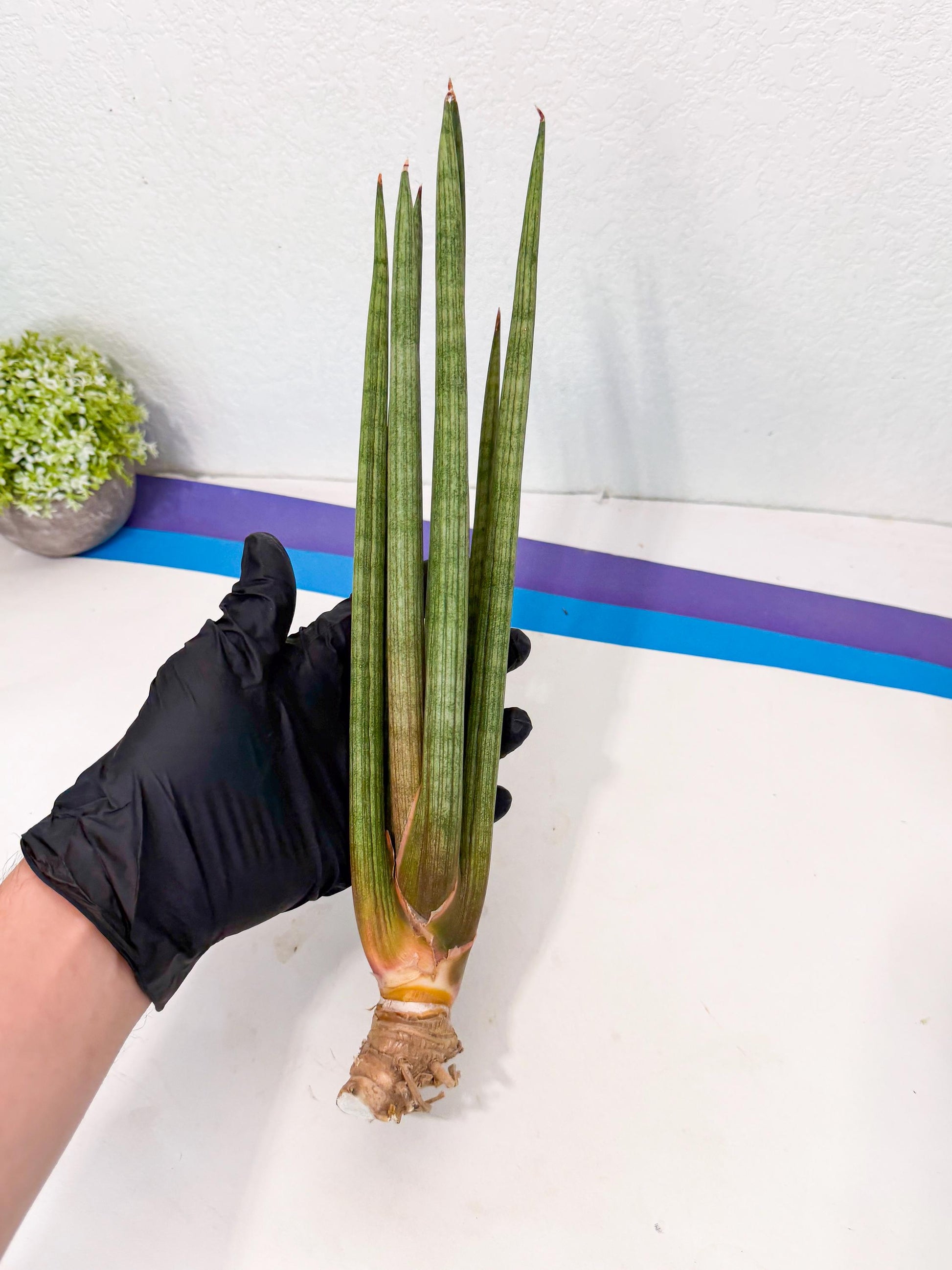 Sansevieria LanciaMaro (ro) (17) | Rare -For Advanced Grower