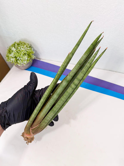Sansevieria LanciaMaro (ro) (17) | Rare -For Advanced Grower