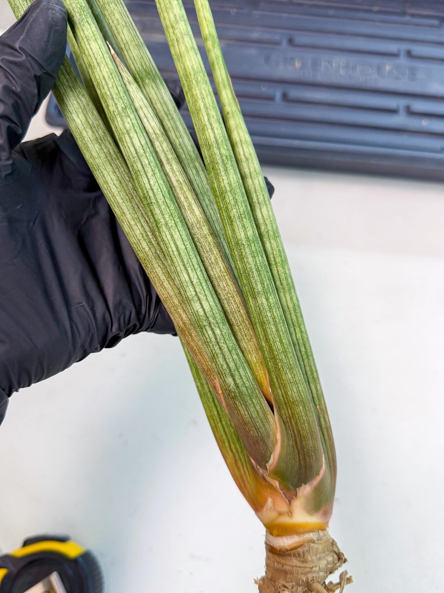 Sansevieria LanciaMaro (ro) (17) | Rare -For Advanced Grower