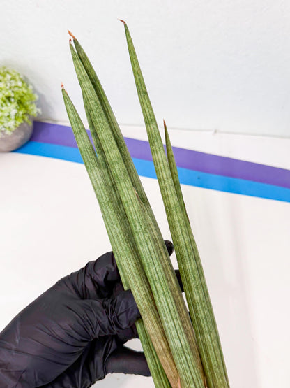 Sansevieria LanciaMaro (ro) (17) | Rare -For Advanced Grower
