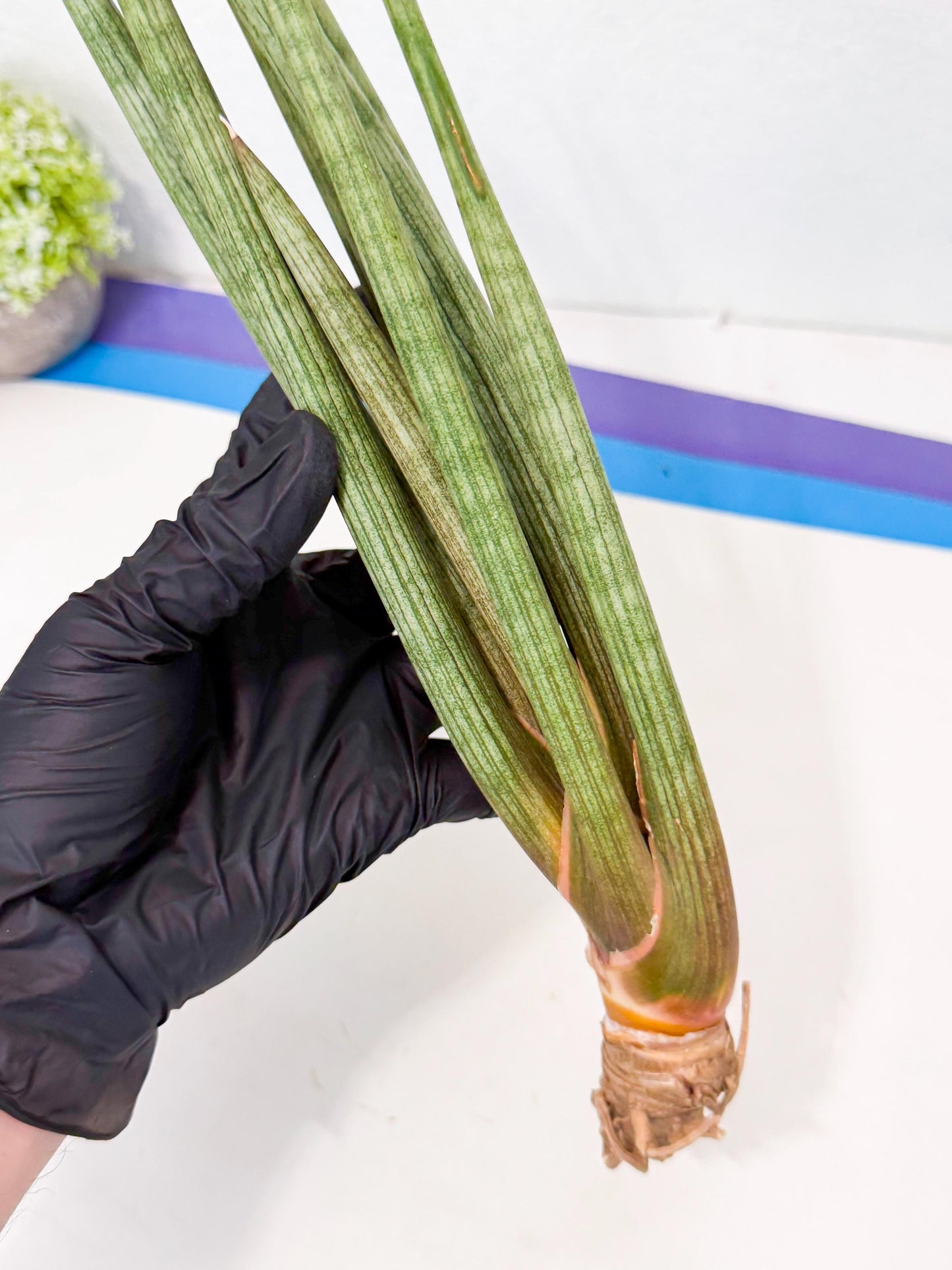 Sansevieria LanciaMaro (ro) (17) | Rare -For Advanced Grower