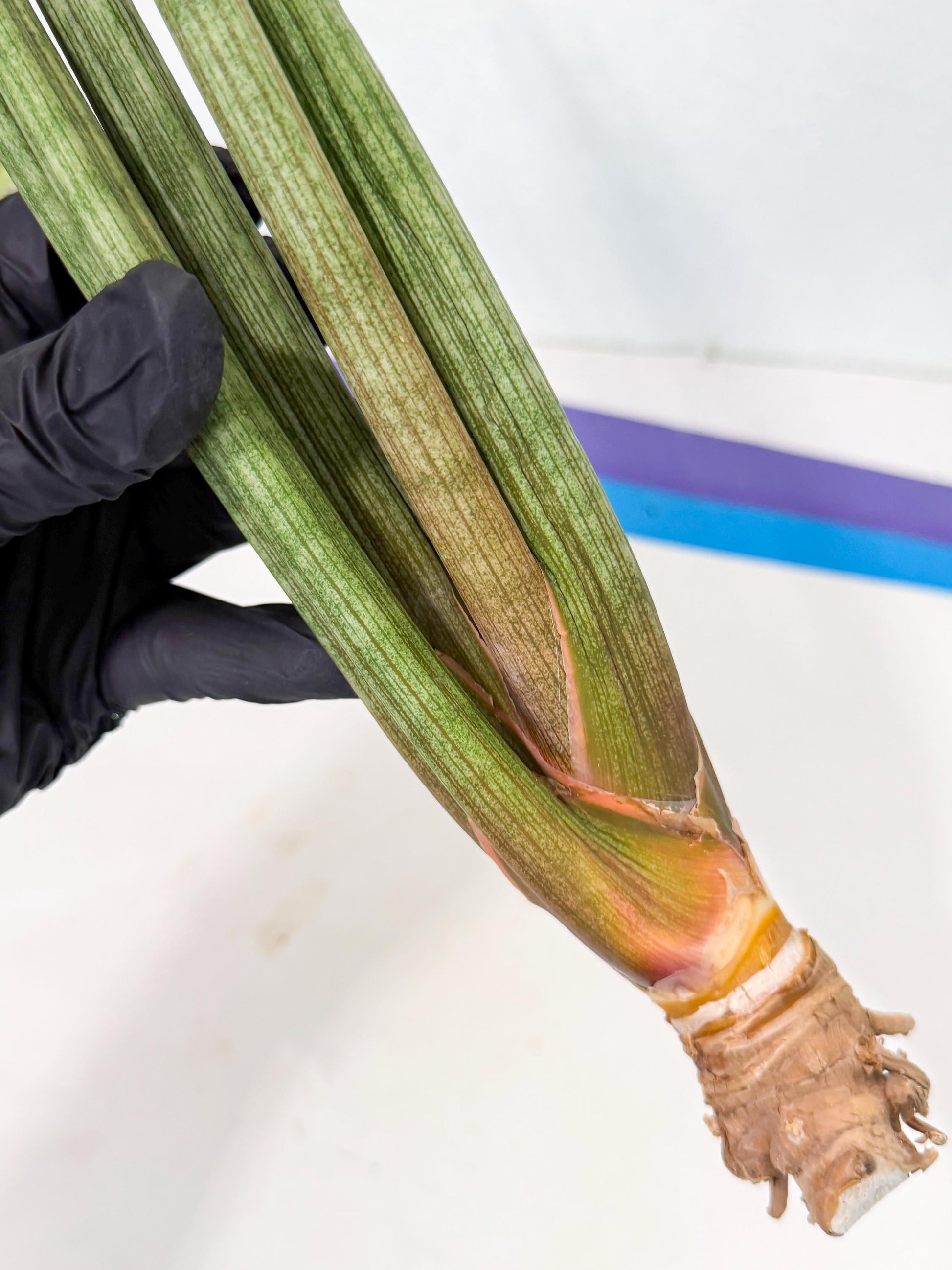 Sansevieria LanciaMaro (ro) (17) | Rare -For Advanced Grower