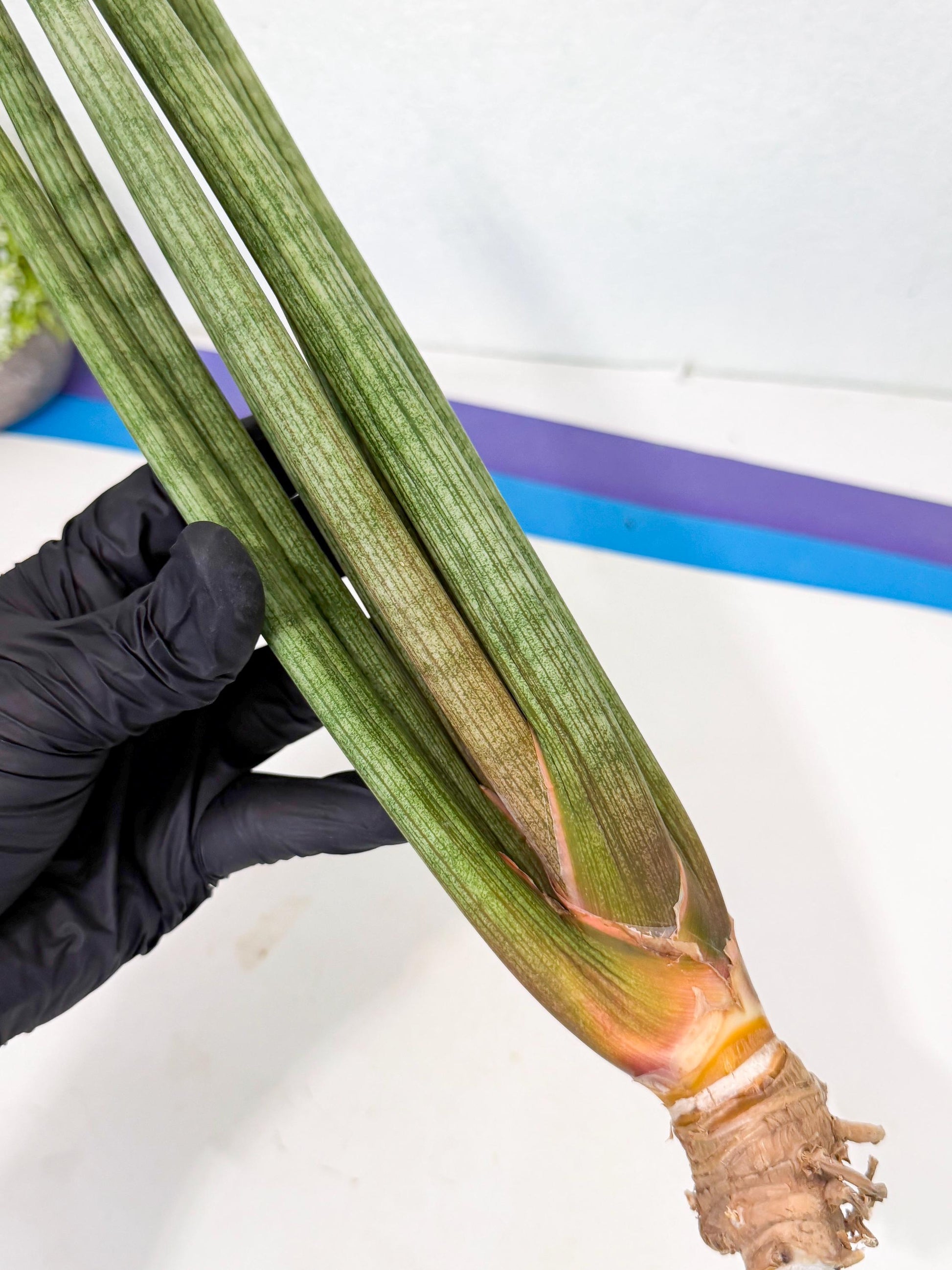 Sansevieria LanciaMaro (ro) (17) | Rare -For Advanced Grower