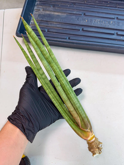 Sansevieria LanciaMaro (ro) (17) | Rare -For Advanced Grower