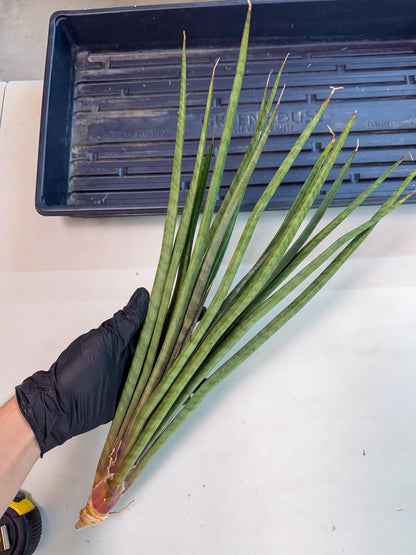 Sansevieria Vert Fonce (ro) (18) | New Imported Hybrids