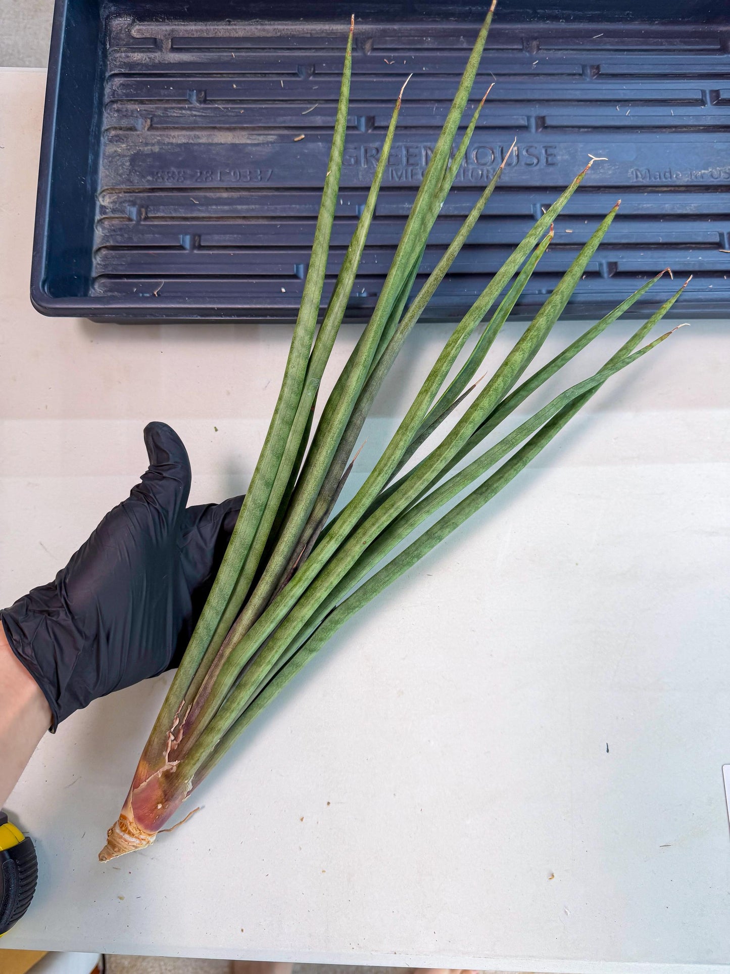 Sansevieria Vert Fonce (ro) (18) | New Imported Hybrids