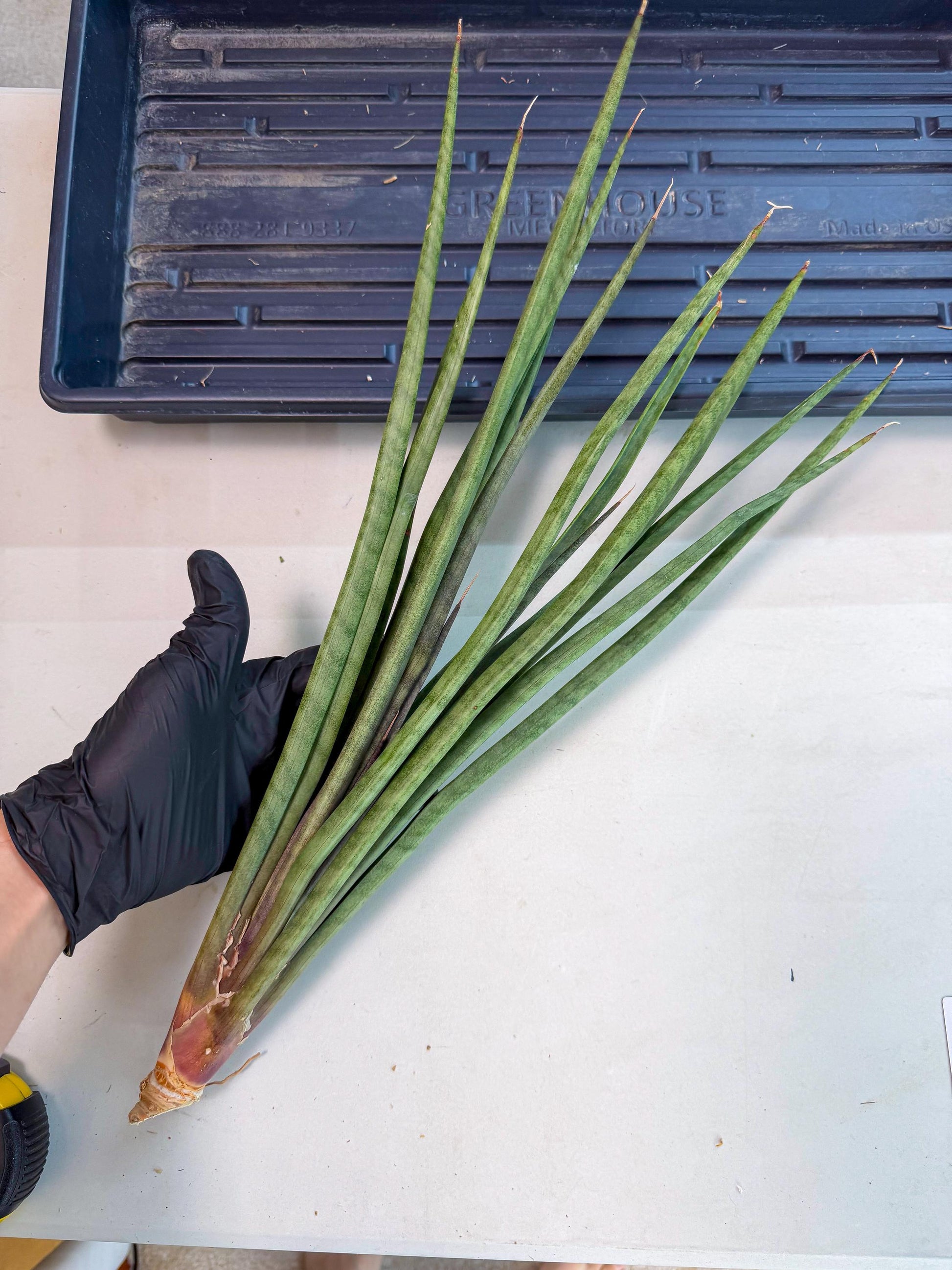 Sansevieria Vert Fonce (ro) (18) | New Imported Hybrids