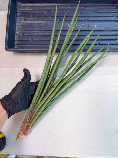 Sansevieria Vert Fonce (ro) (18) | New Imported Hybrids