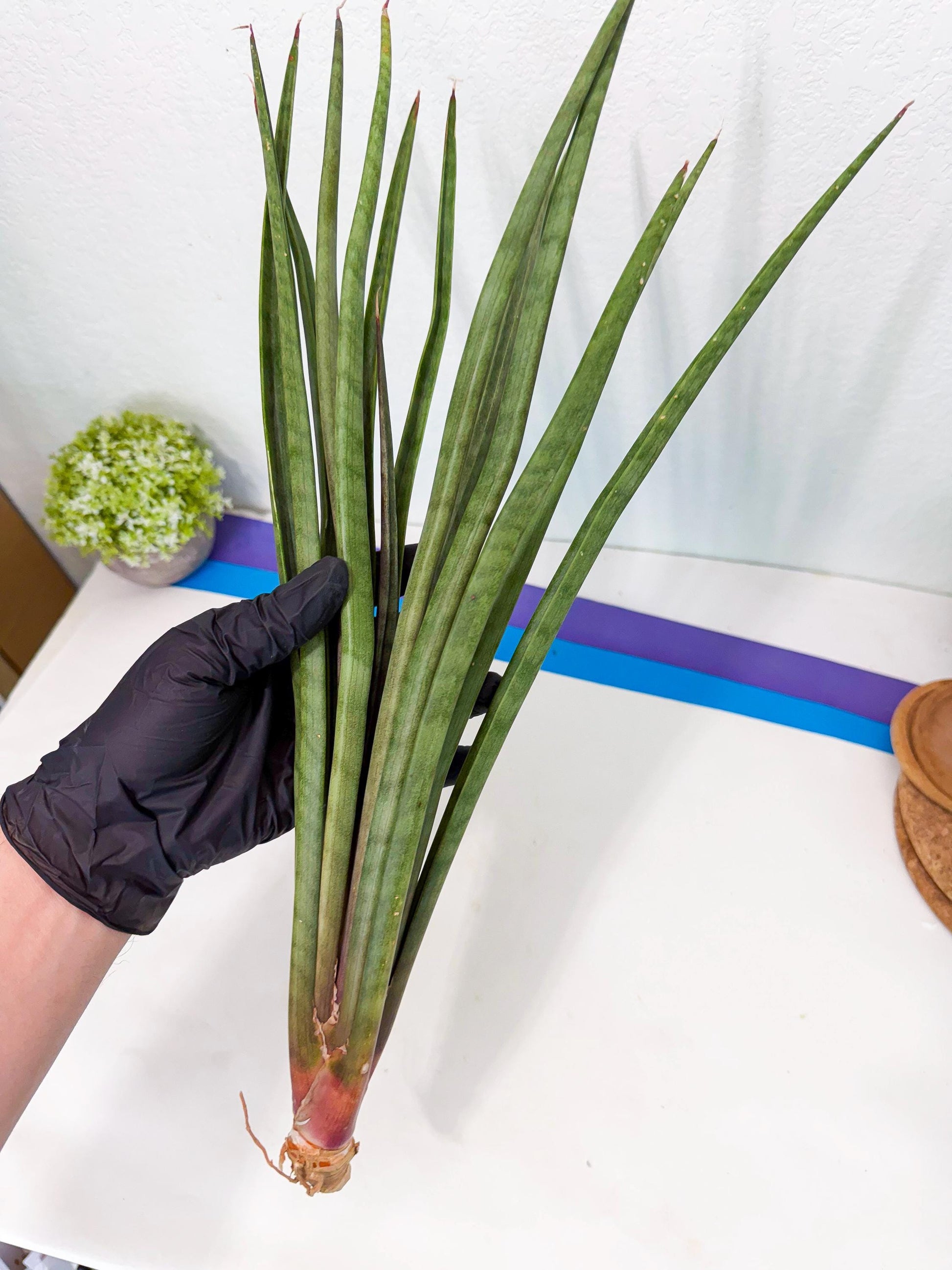 Sansevieria Vert Fonce (ro) (18) | New Imported Hybrids