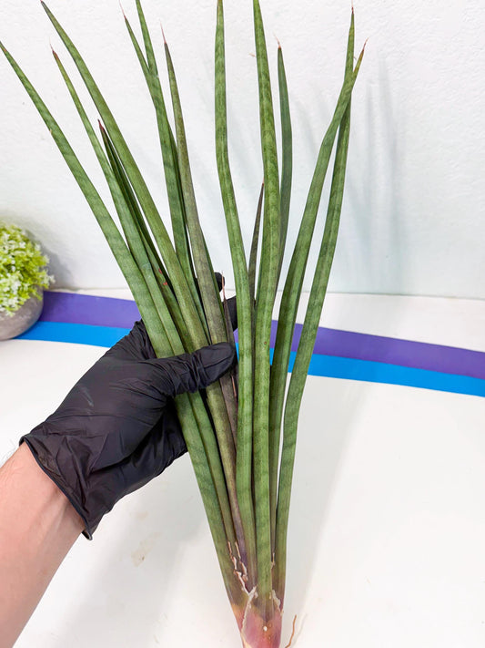 Sansevieria Vert Fonce (ro) (18) | New Imported Hybrids