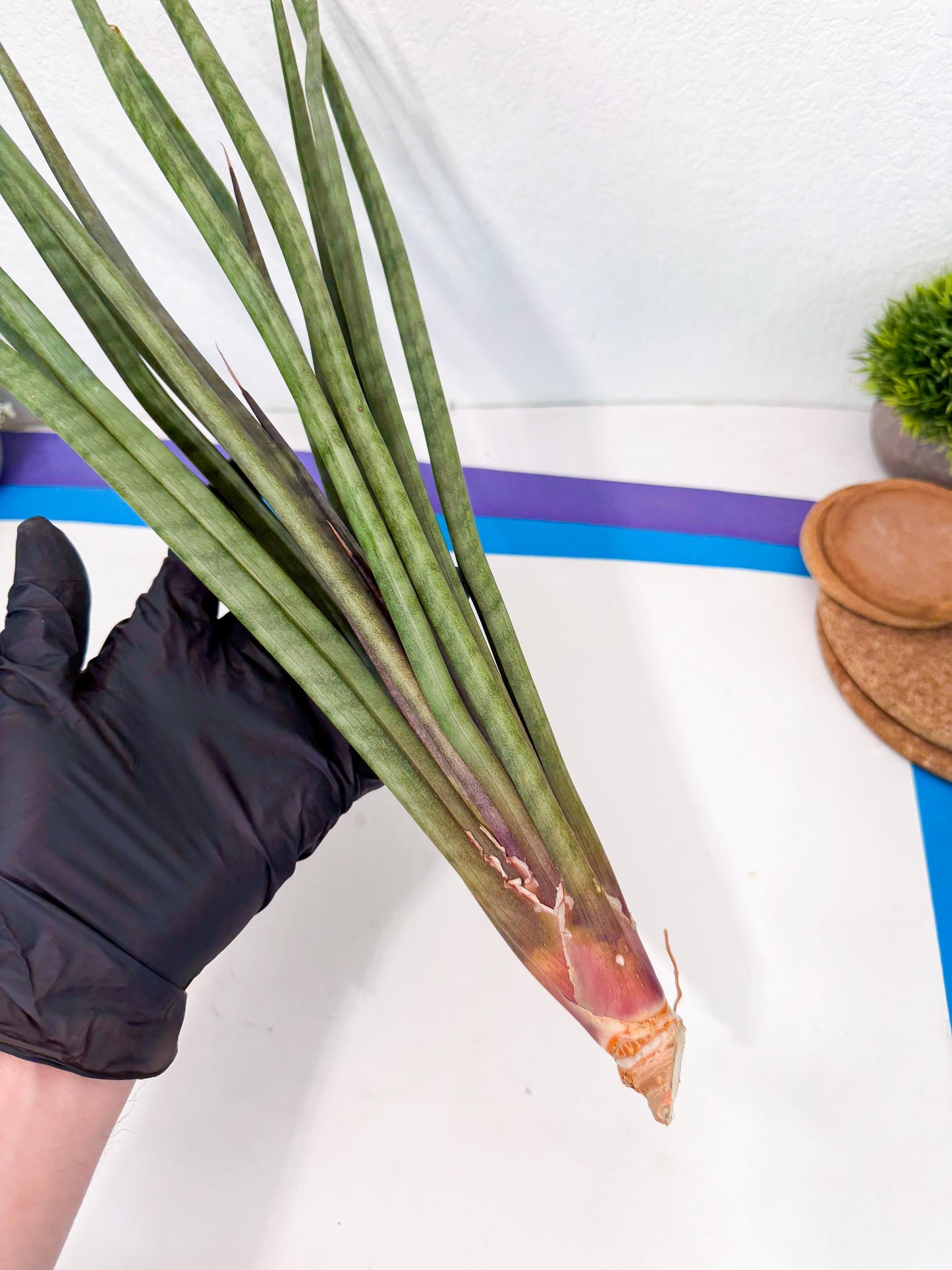 Sansevieria Vert Fonce (ro) (18) | New Imported Hybrids