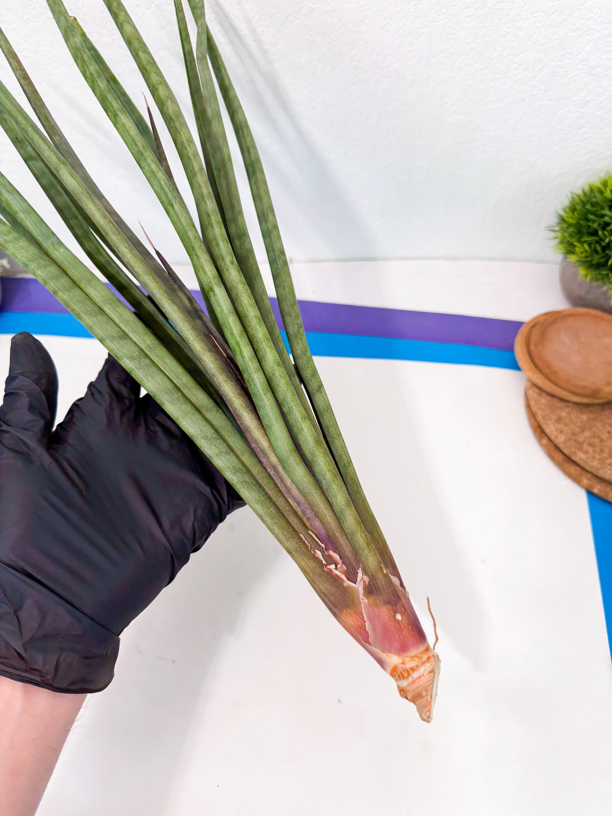 Sansevieria Vert Fonce (ro) (18) | New Imported Hybrids