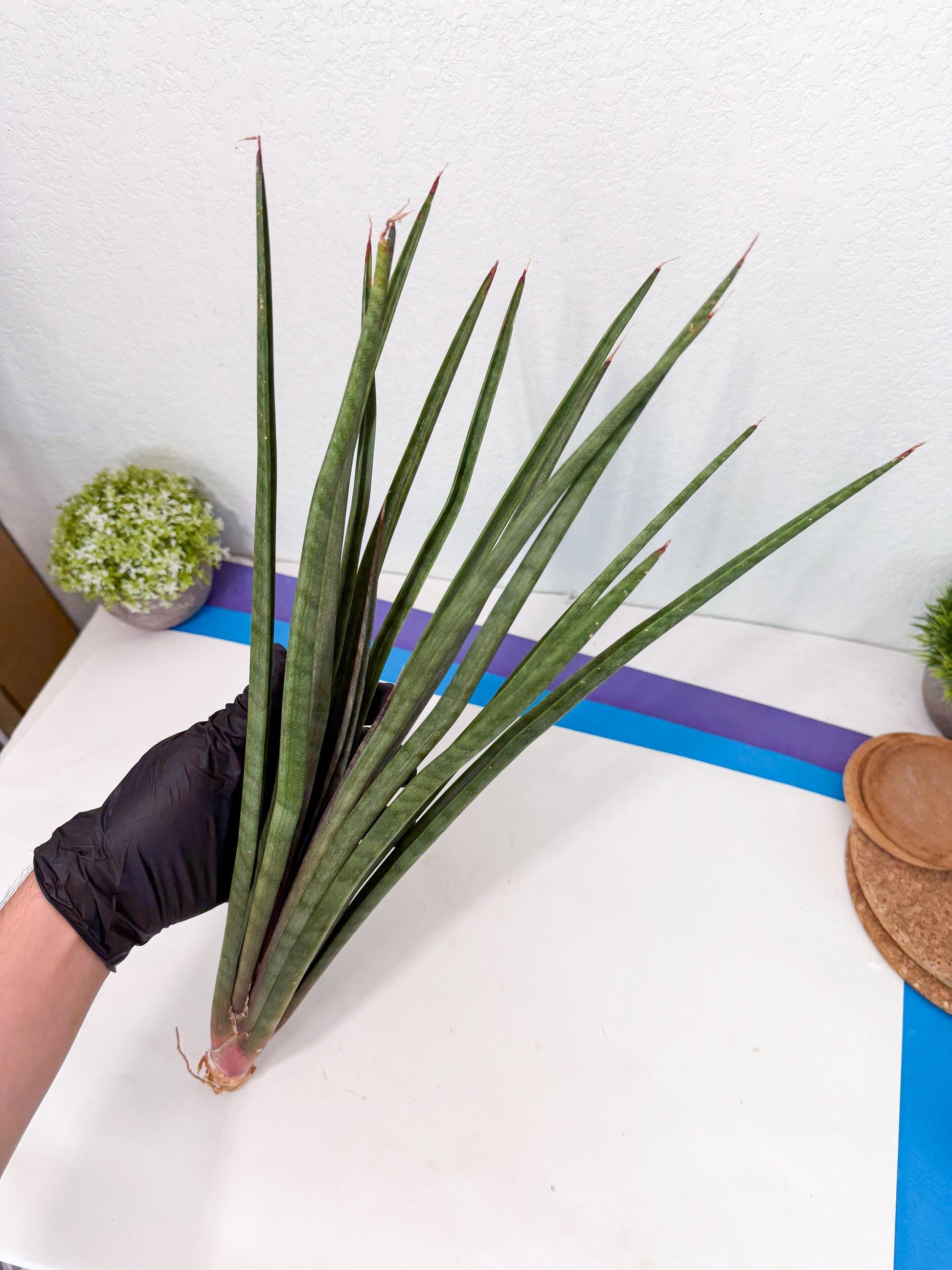 Sansevieria Vert Fonce (ro) (18) | New Imported Hybrids