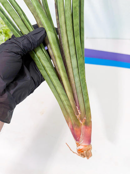 Sansevieria Vert Fonce (ro) (18) | New Imported Hybrids