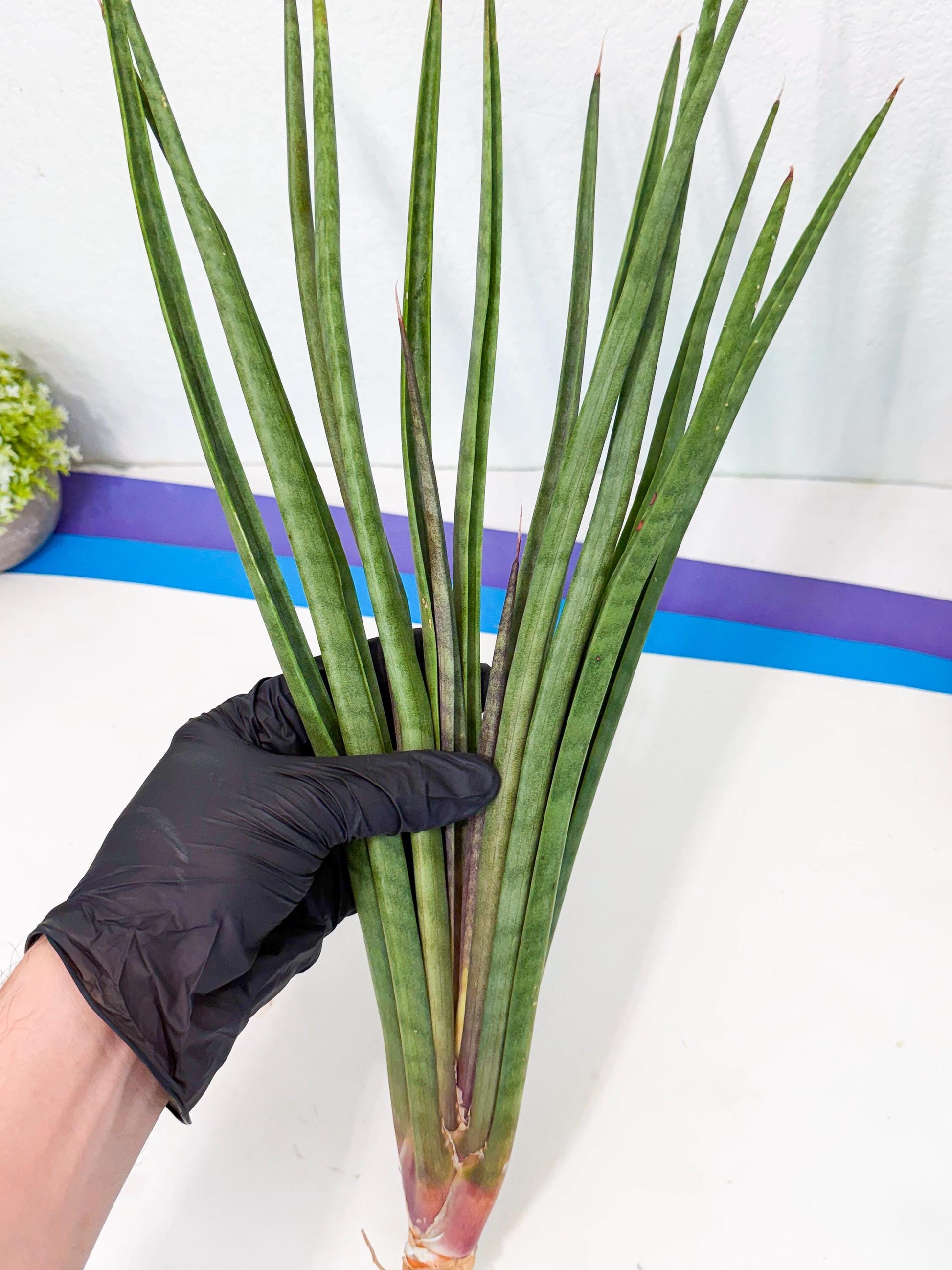Sansevieria Vert Fonce (ro) (18) | New Imported Hybrids