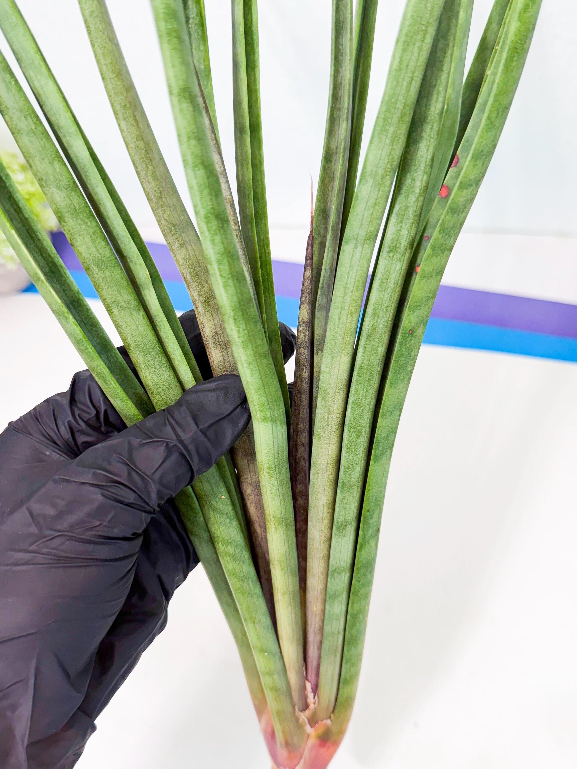 Sansevieria Vert Fonce (ro) (18) | New Imported Hybrids