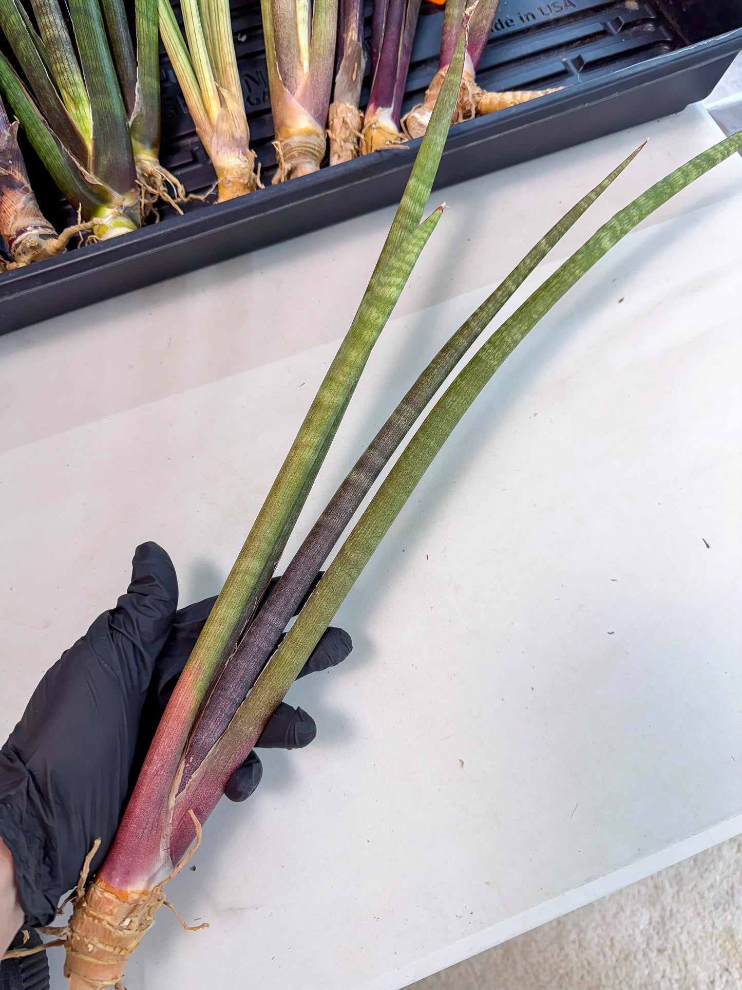 Sansevieria BatonVi (oo) (1) | Rare Hybrids