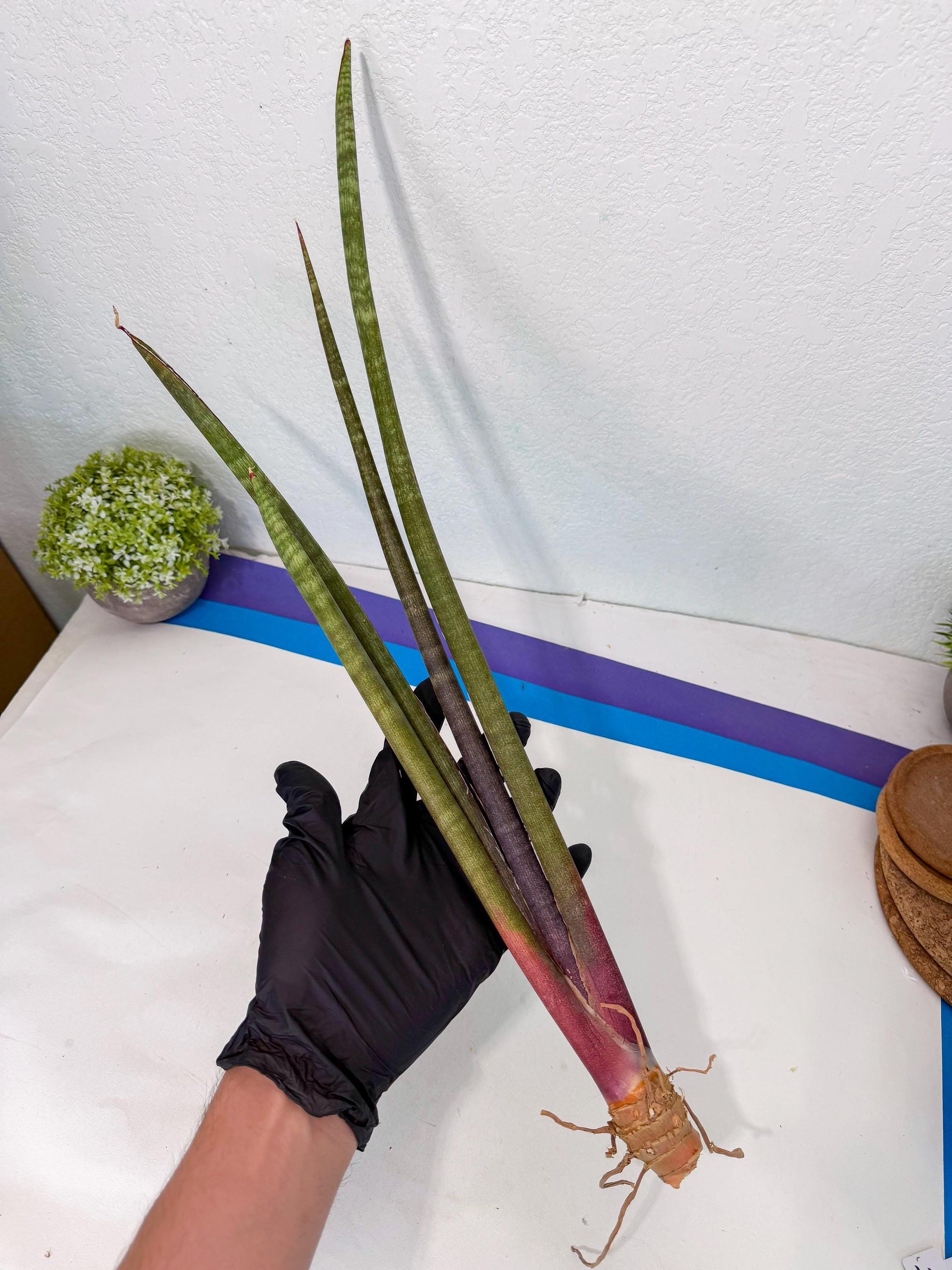 Sansevieria BatonVi (oo) (1) | Rare Hybrids