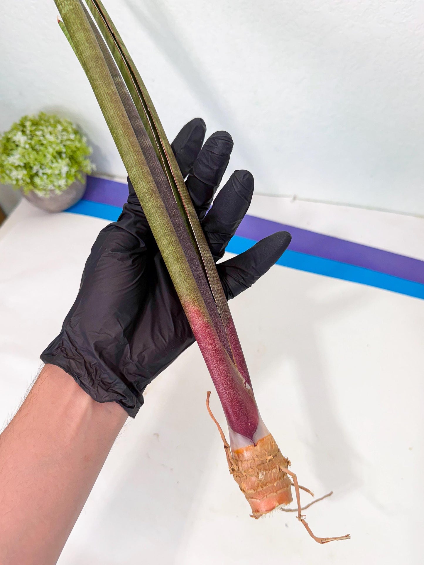 Sansevieria BatonVi (oo) (1) | Rare Hybrids