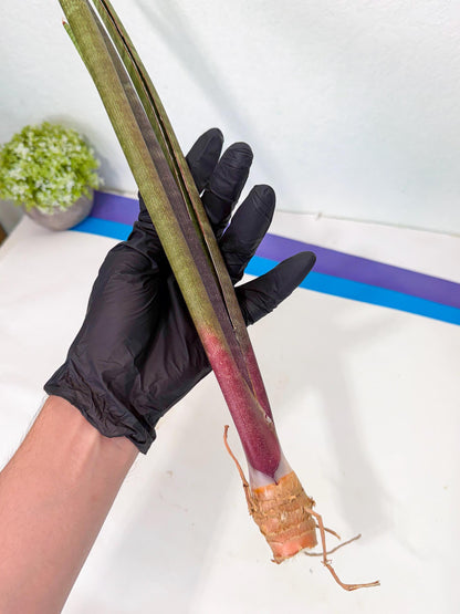 Sansevieria BatonVi (oo) (1) | Rare Hybrids