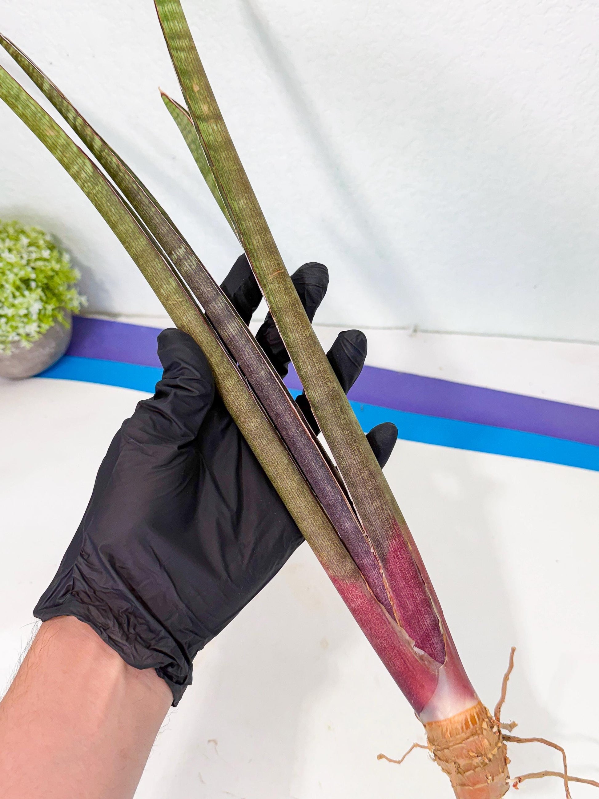 Sansevieria BatonVi (oo) (1) | Rare Hybrids