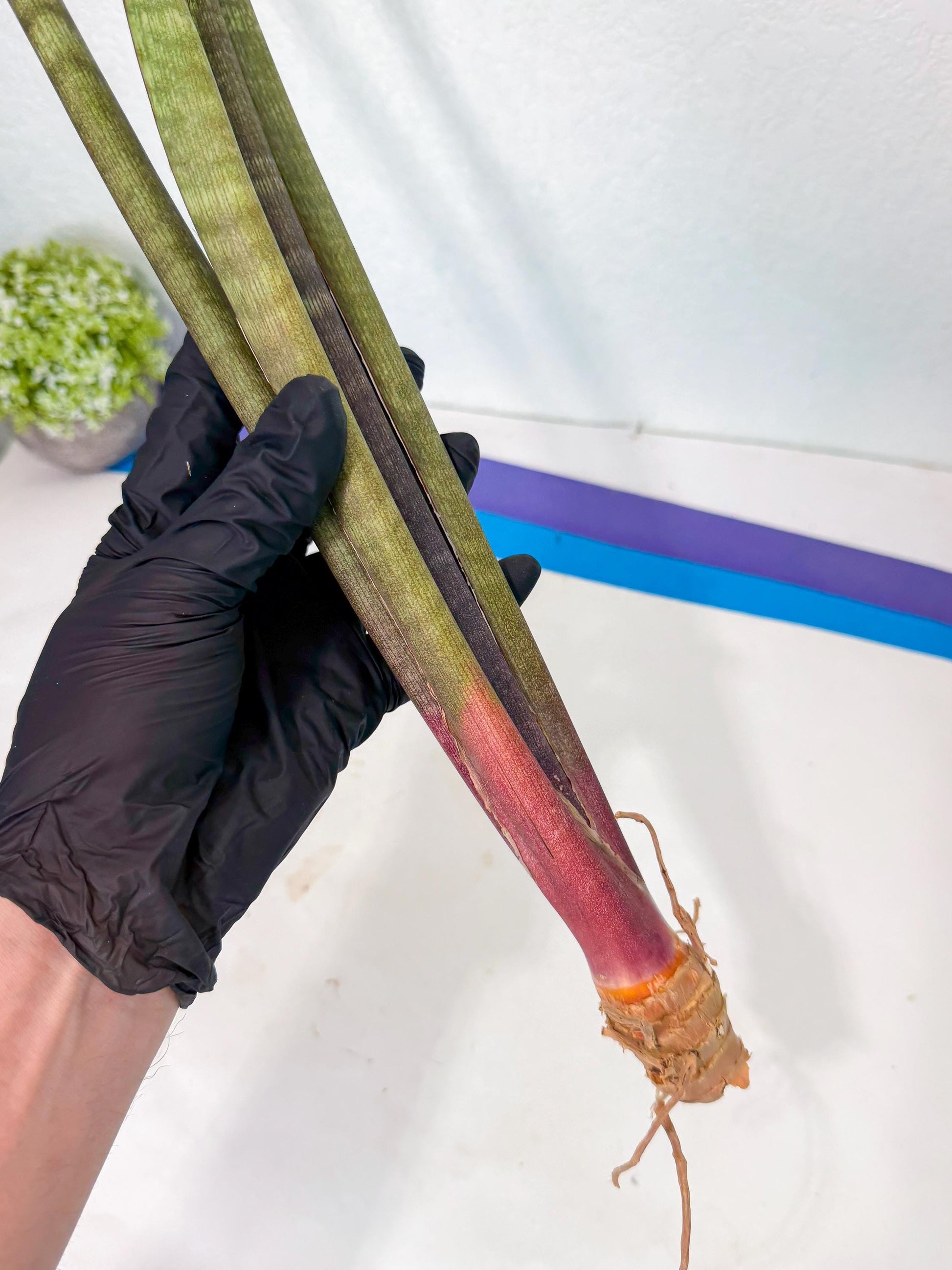 Sansevieria BatonVi (oo) (1) | Rare Hybrids