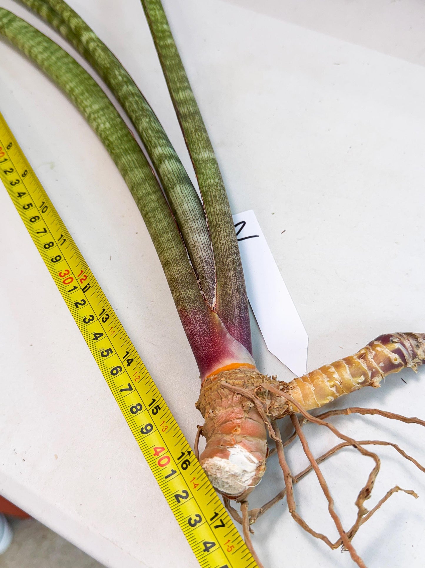 Sansevieria BatonVi (oo) (2) | Rare Hybrids