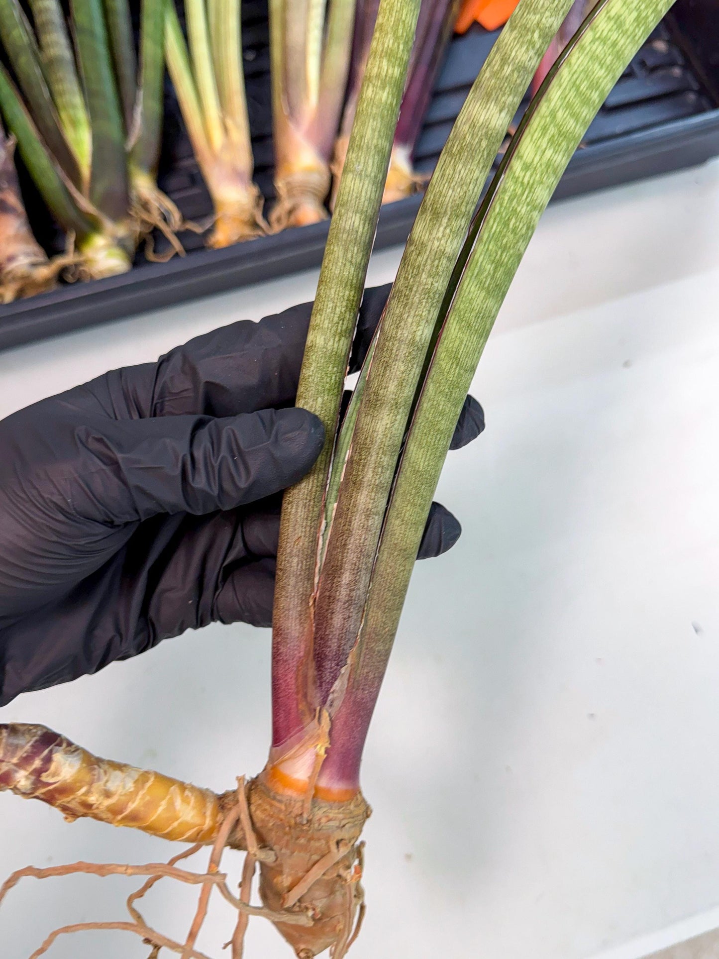Sansevieria BatonVi (oo) (2) | Rare Hybrids
