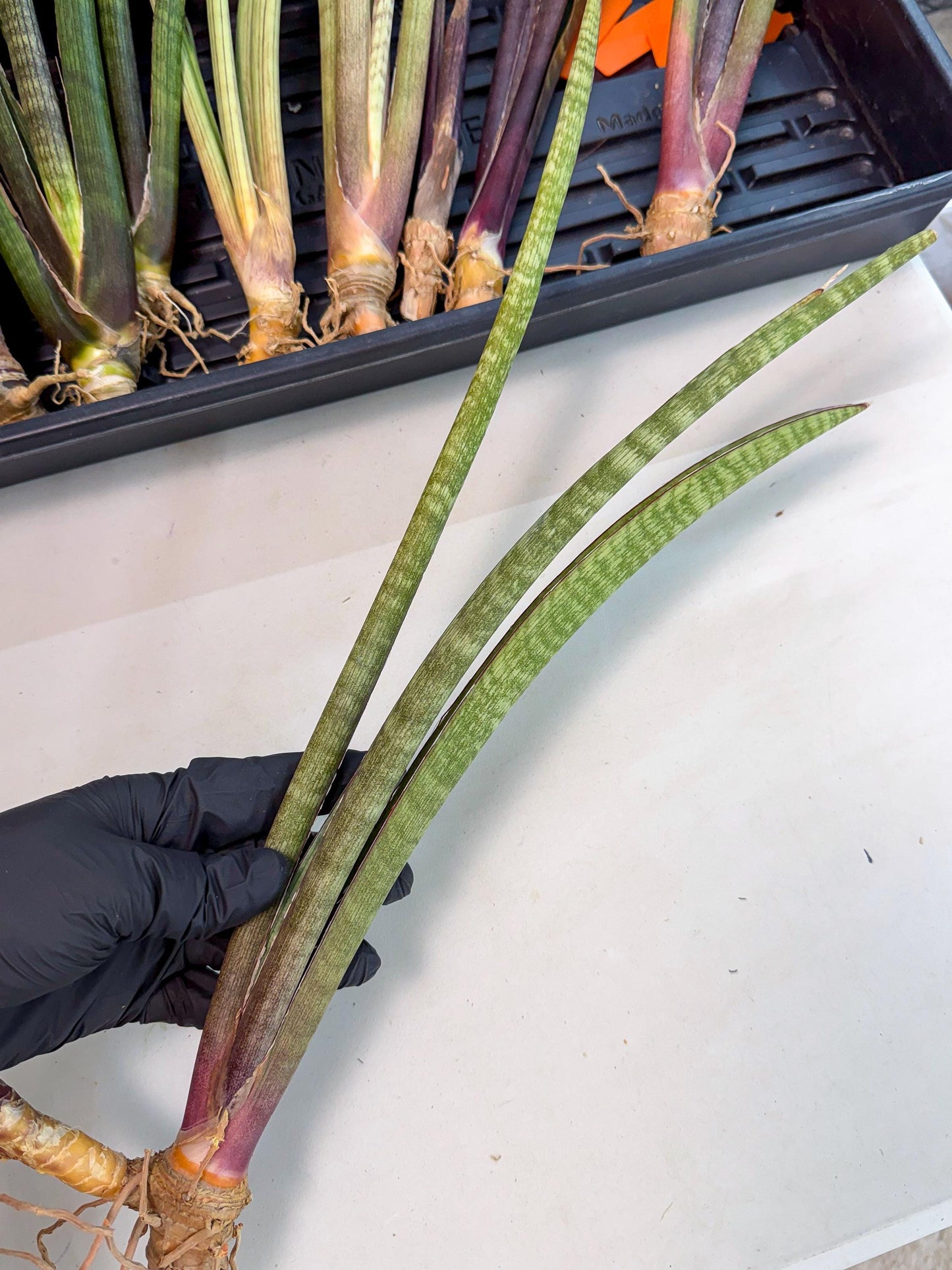 Sansevieria BatonVi (oo) (2) | Rare Hybrids