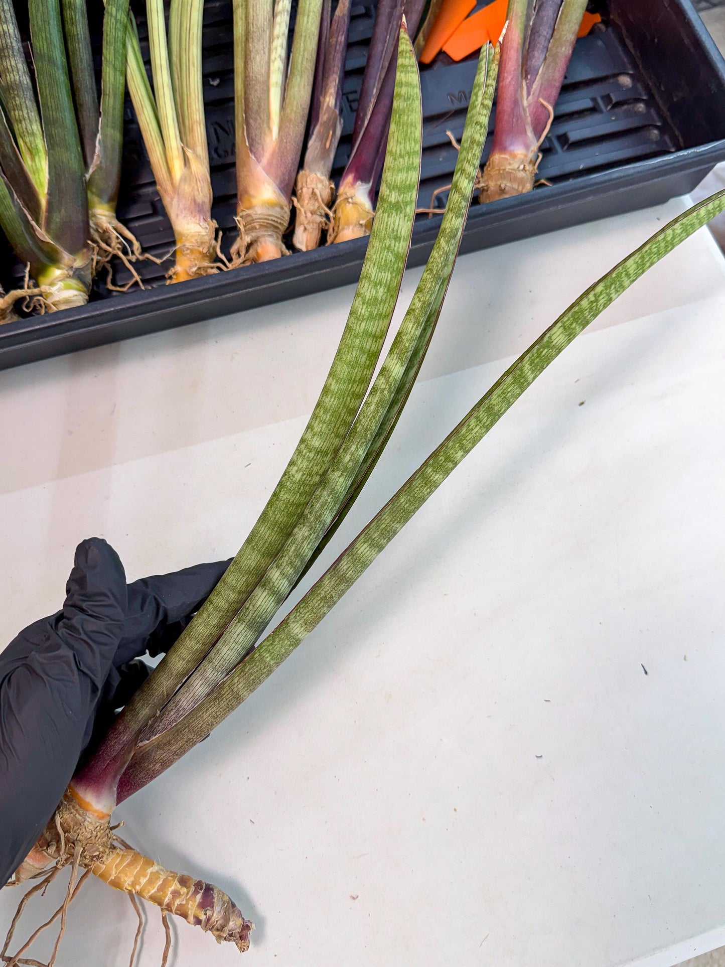 Sansevieria BatonVi (oo) (2) | Rare Hybrids