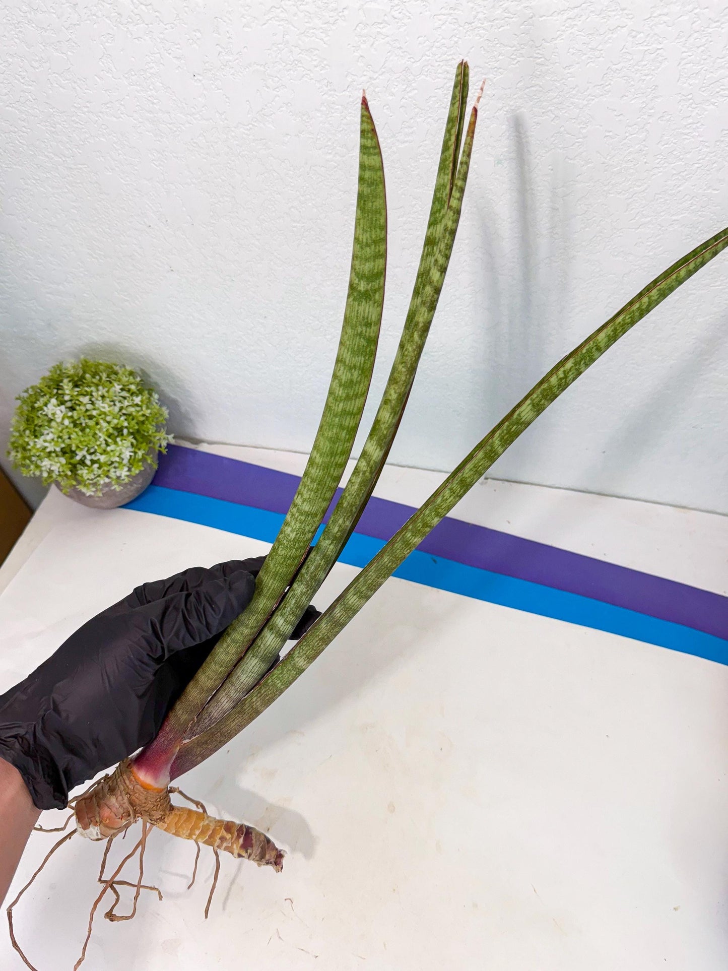 Sansevieria BatonVi (oo) (2) | Rare Hybrids