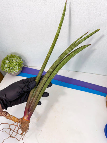 Sansevieria BatonVi (oo) (2) | Rare Hybrids