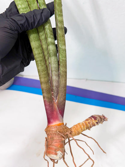 Sansevieria BatonVi (oo) (2) | Rare Hybrids